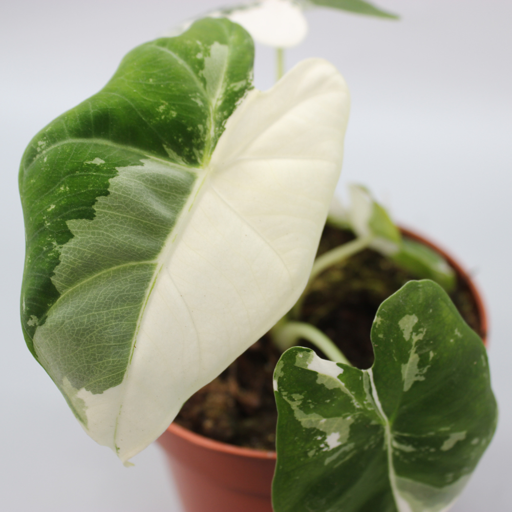 How to Care for Alocasia Micholitziana 'Frydek Variegata' for Long-Ter   Odd Leaf