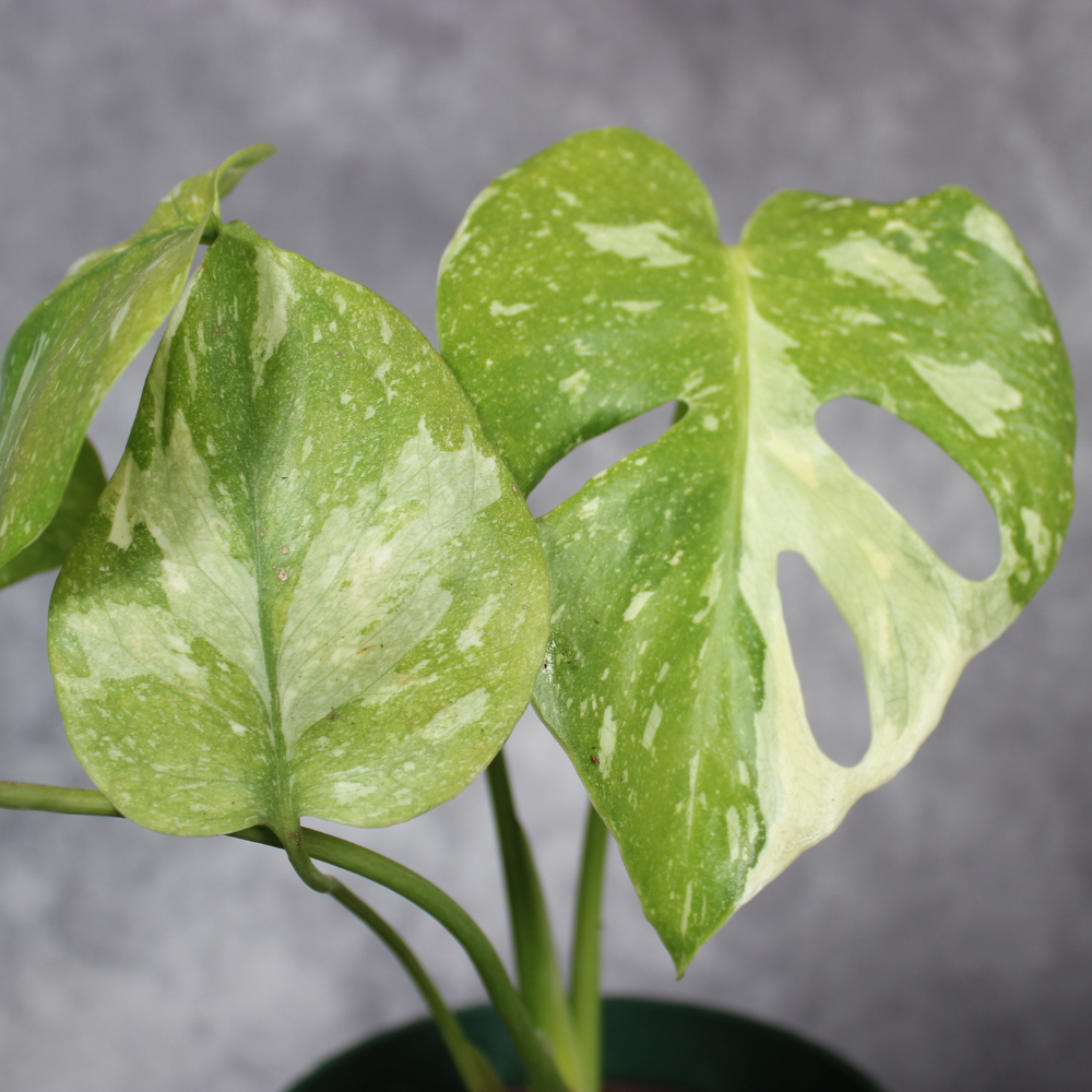 How to Care for Monstera 'Thai Constellation' and Avoid Common 2026 Mi   Odd Leaf