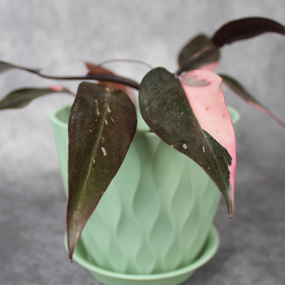 succulent flower pots Drip Glazed Ice Cream Footed Succulent Pots main image 0