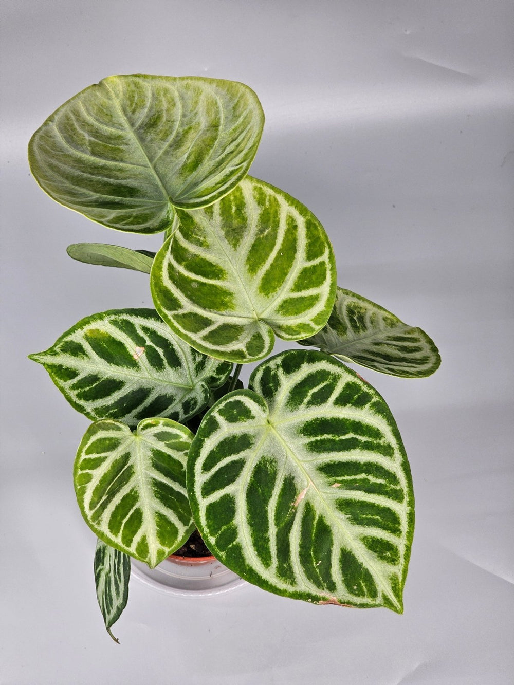 Buyer's Guide: Choosing the Right Rare Anthurium for Your Home - Odd Leaf