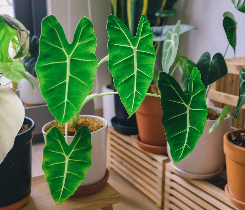 How to Care for an Alocasia Frydek (and Keep It Thriving) - Odd Leaf