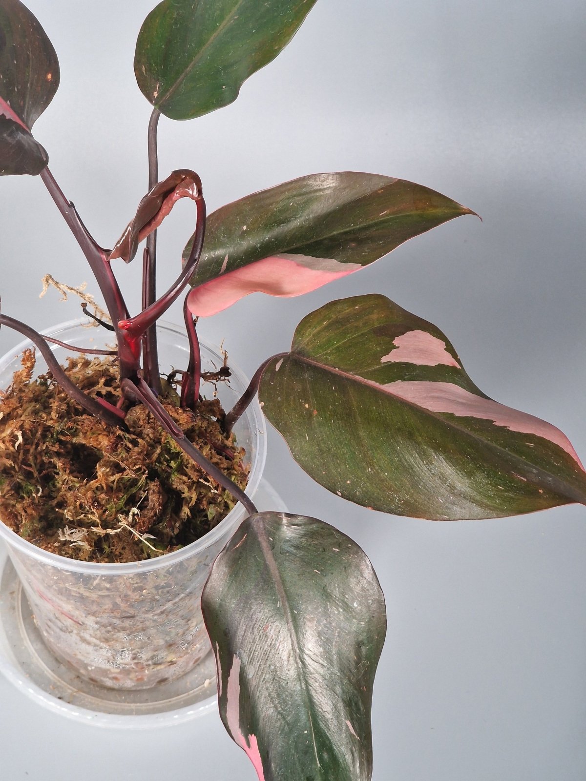 How to Propagate a Philodendron in Water or Soil  Odd Leaf