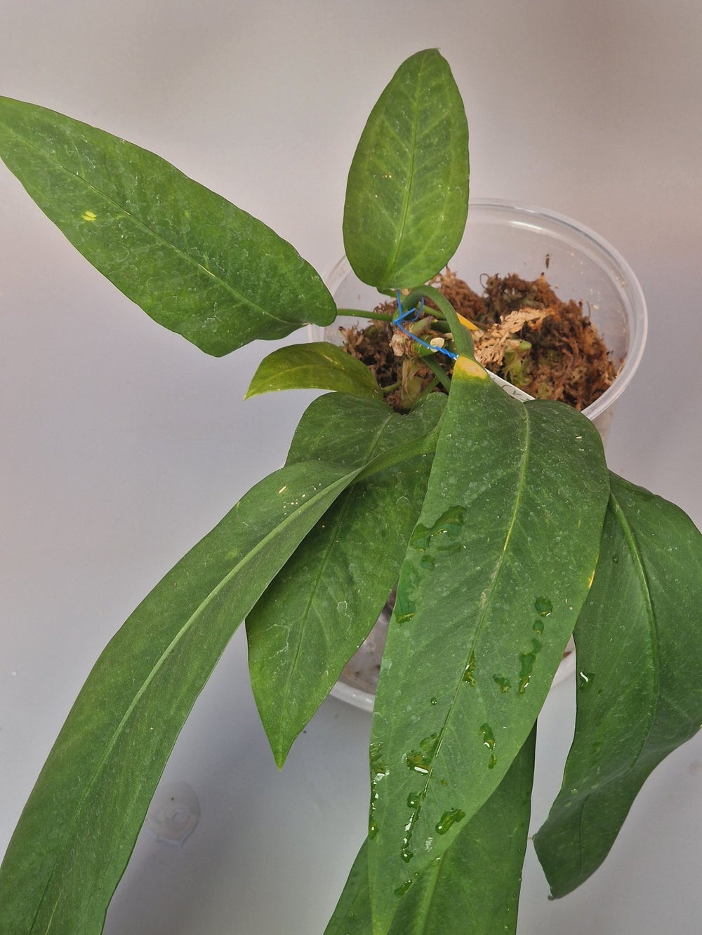 How to Spot and Care for Rare Anthurium Varieties - Odd Leaf