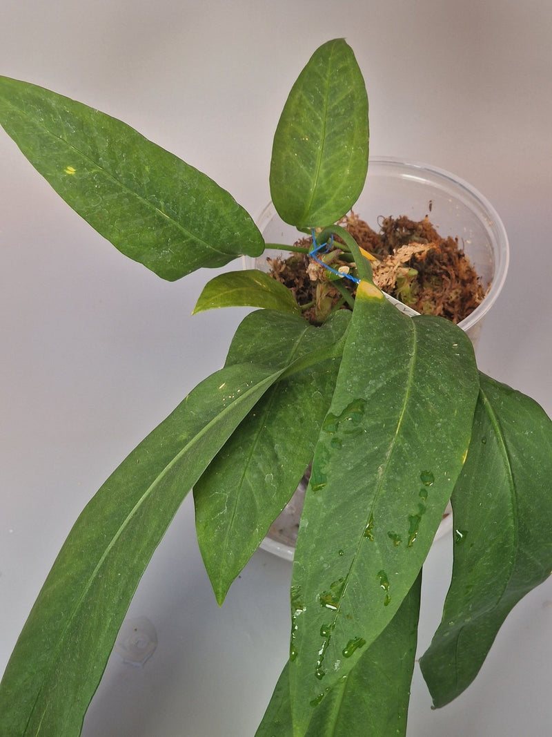 How to Spot and Care for Rare Anthurium Varieties - Odd Leaf