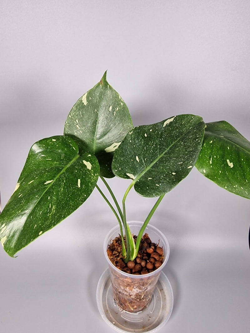 Monstera Thai Constellation: Why It's Worth the Hype - Odd Leaf