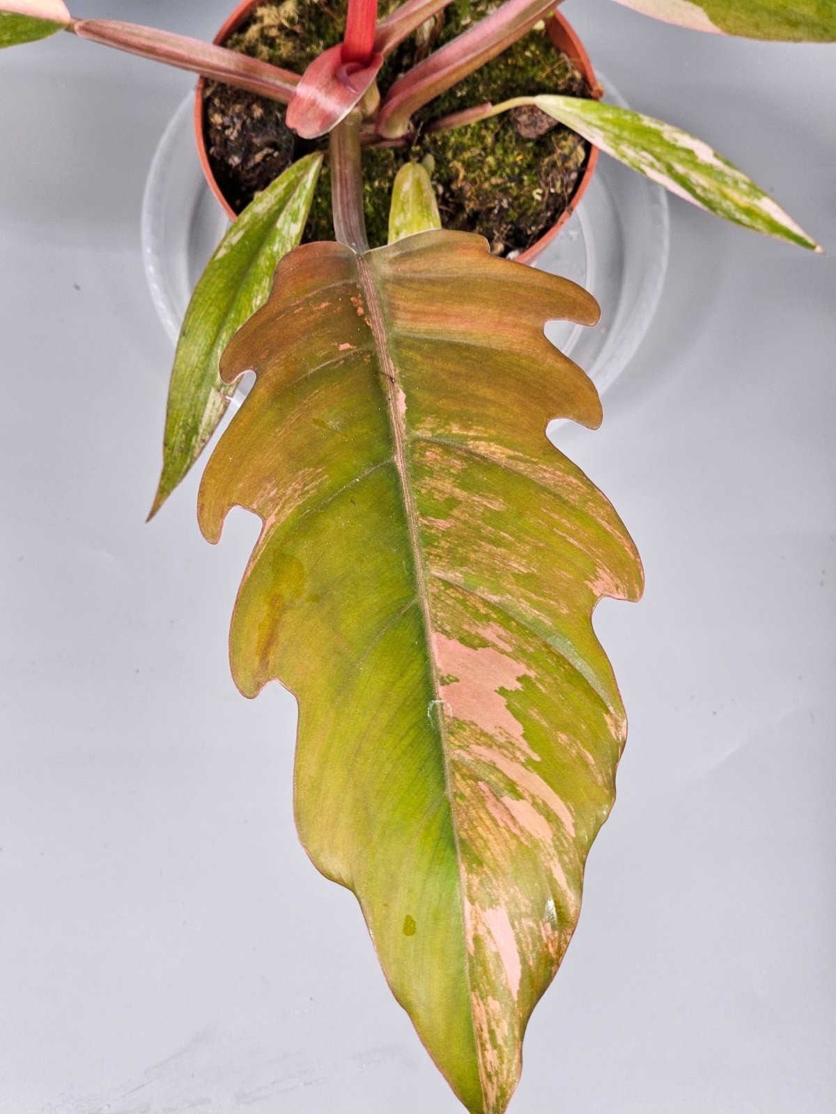 The Best Way to Root Philodendron Cuttings  Odd Leaf