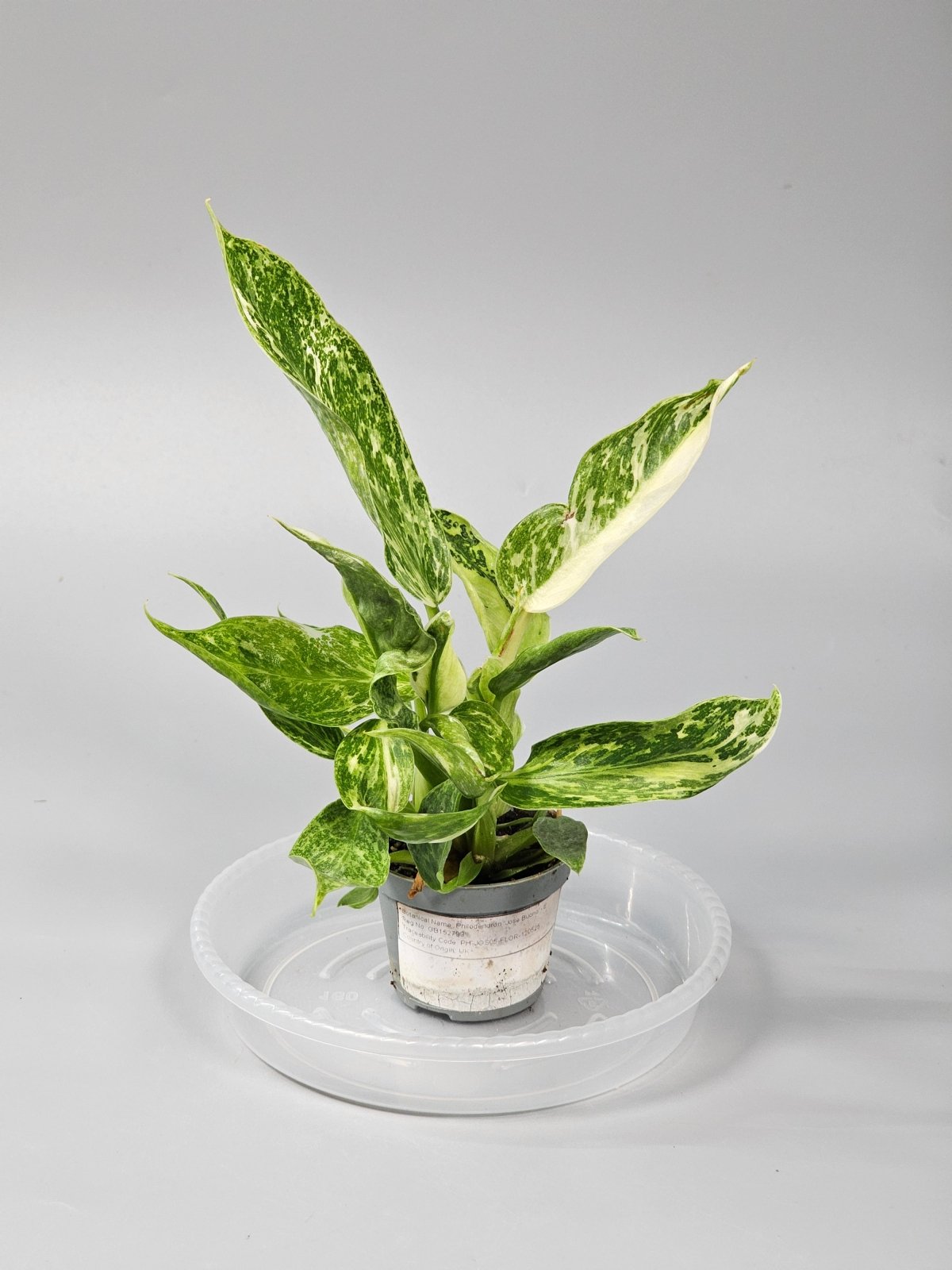 pink princess philodendron kaufen Pink Princess Philodendron Plant - 6 Inch Pot