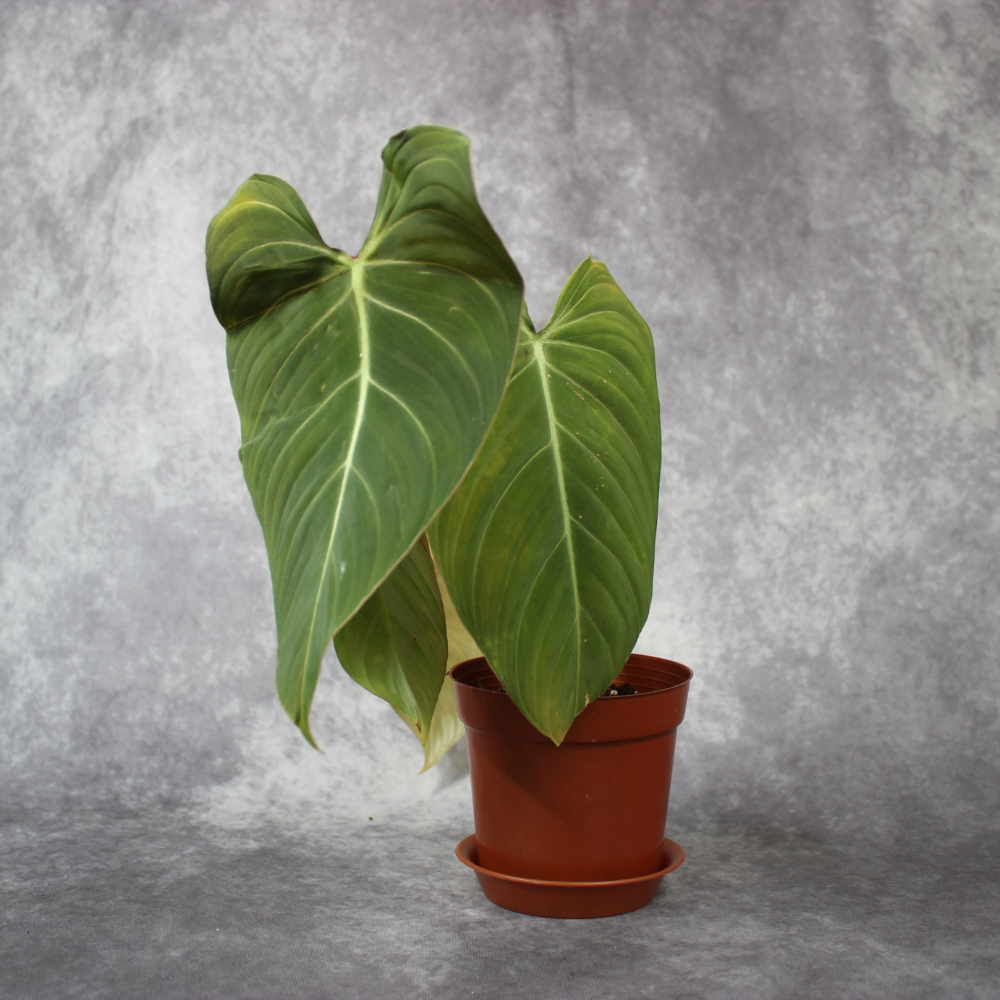 Philodendron Gloriosum x Melanochrysum Glorious Rare Houseplant – Odd Leaf