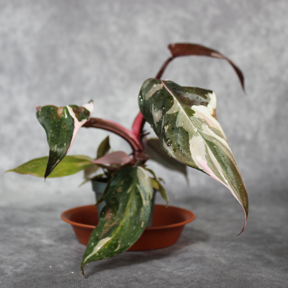 Philodendron Red Anderson