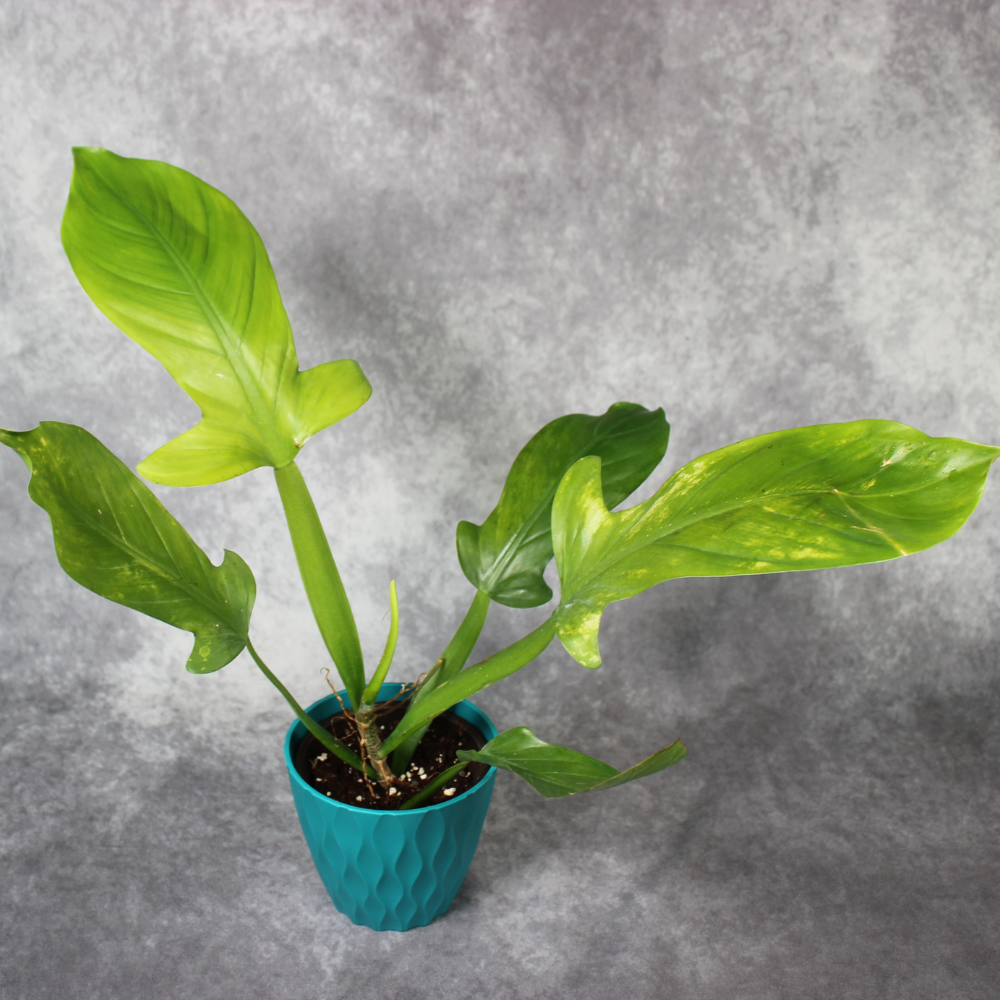 applanatum philodendron Philodendron Applanatum