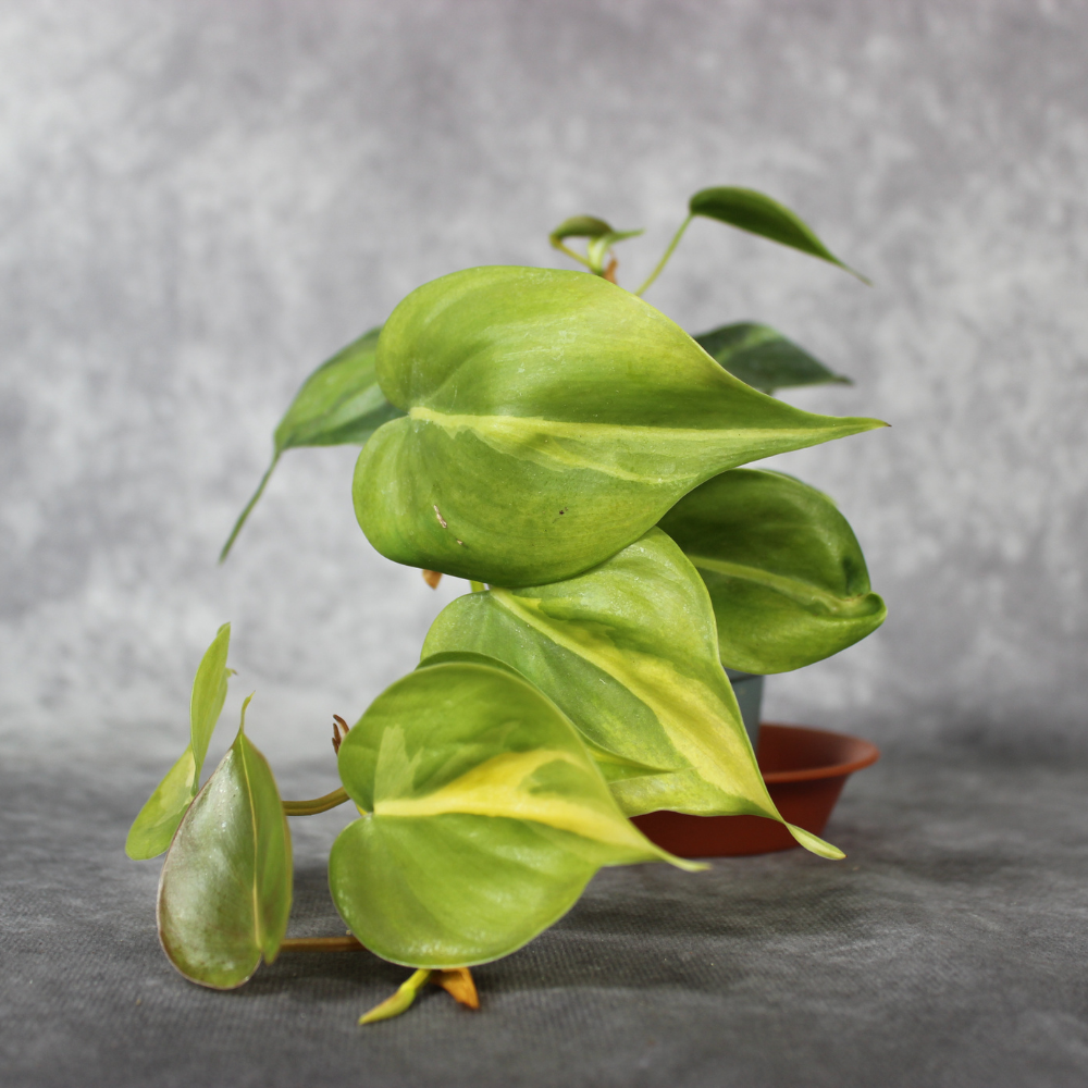 philodendron brasil uk Philodendron Scandens 'Brasil' – Odd Leaf