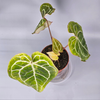 Anthurium Crystallinum - F