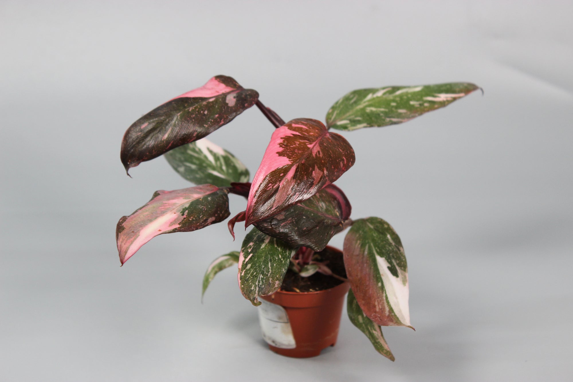 Philodendron Pink Princess - High Variegation
