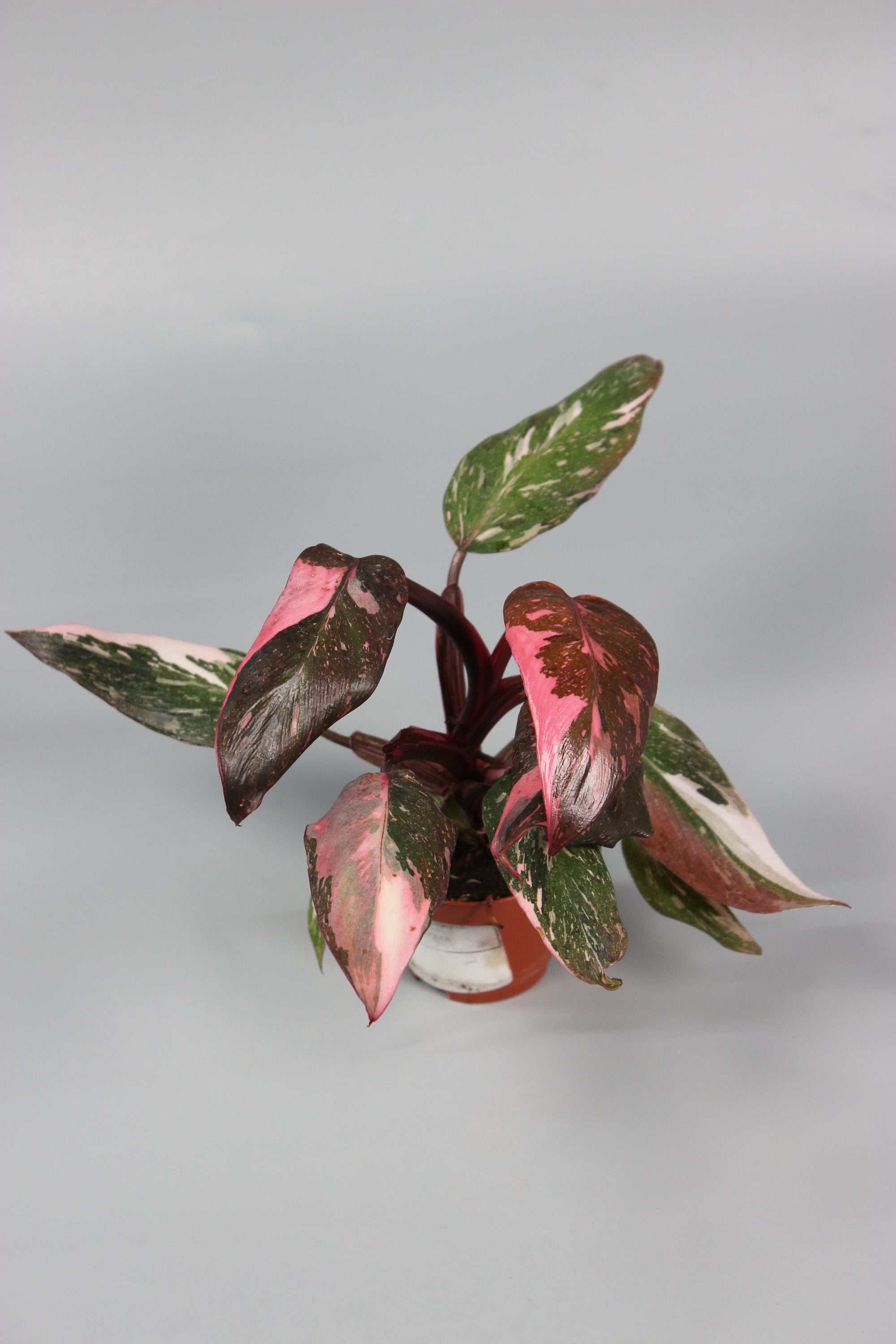 Philodendron Pink Princess - High Variegation