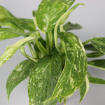 Philodendron Jose Buono