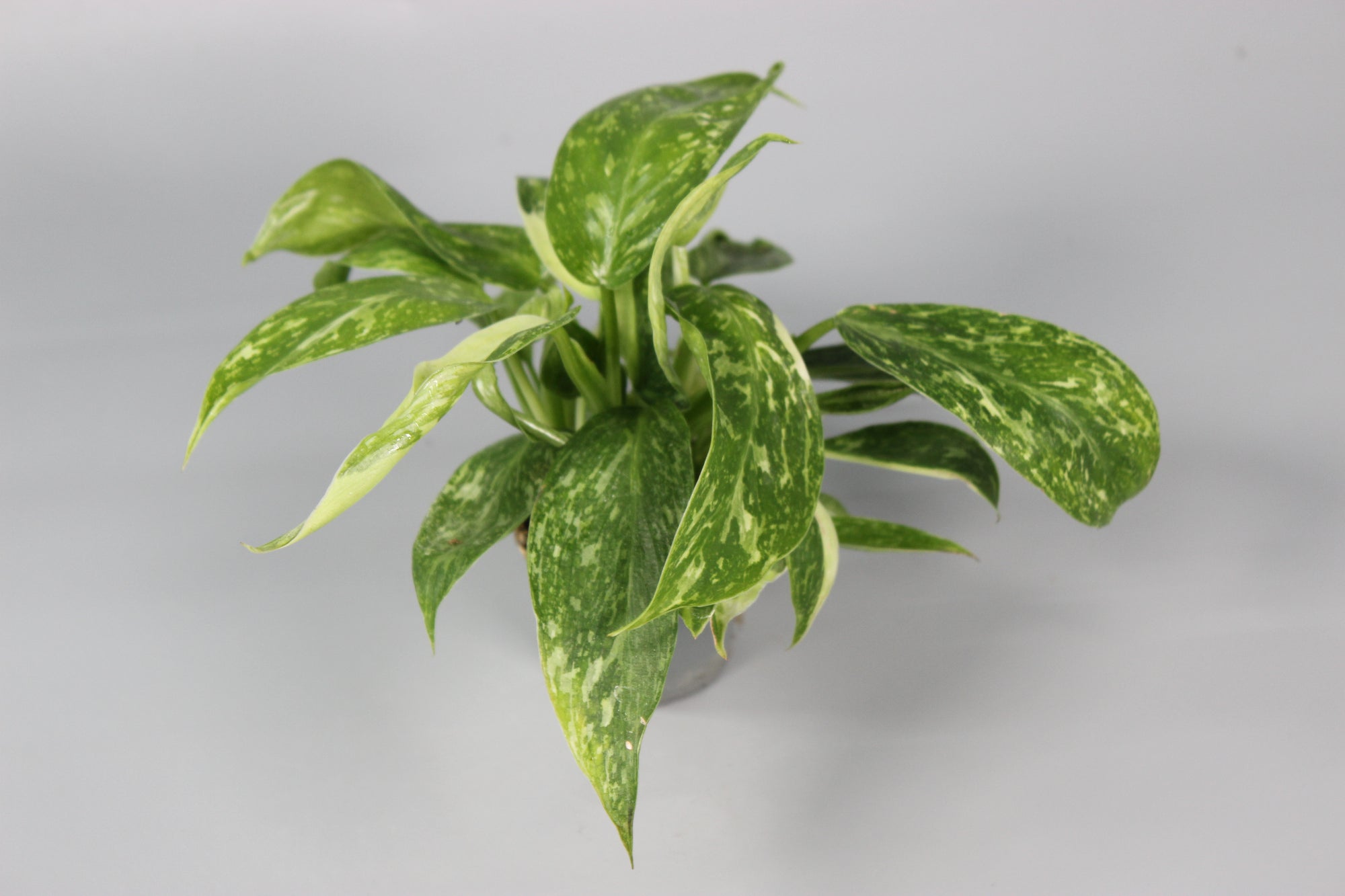Philodendron Jose Buono