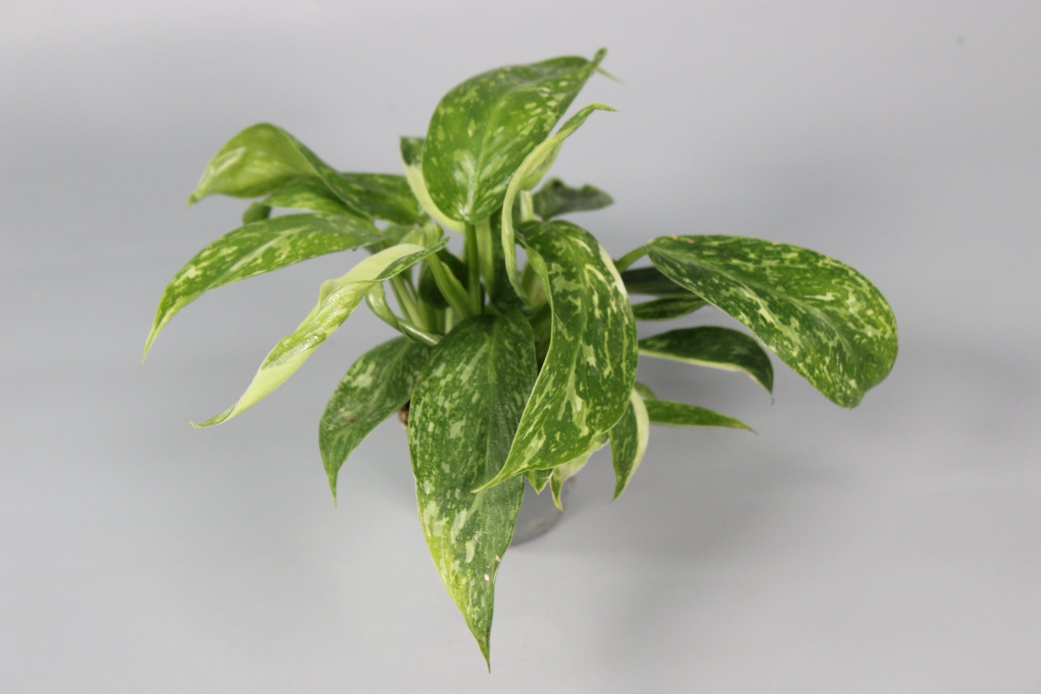 Philodendron Jose Buono