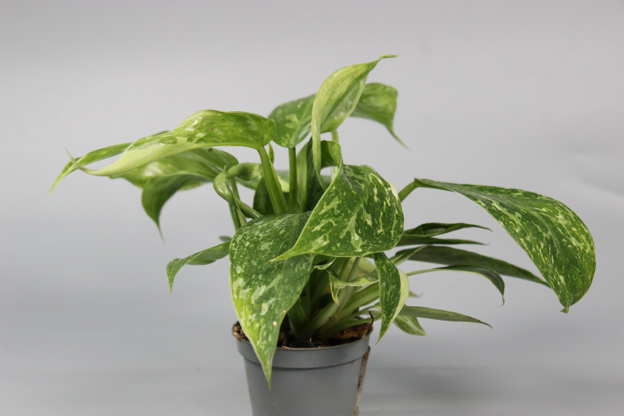 Philodendron Jose Buono