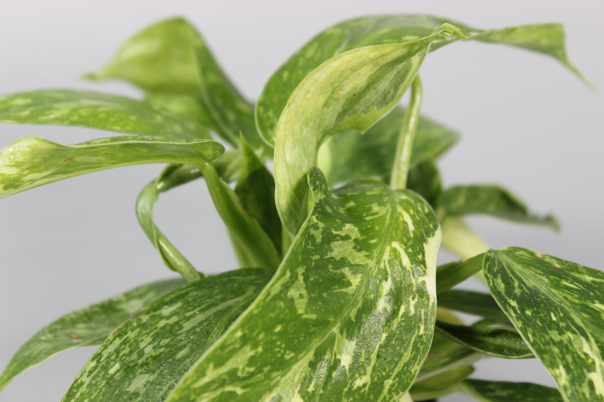 Philodendron Jose Buono
