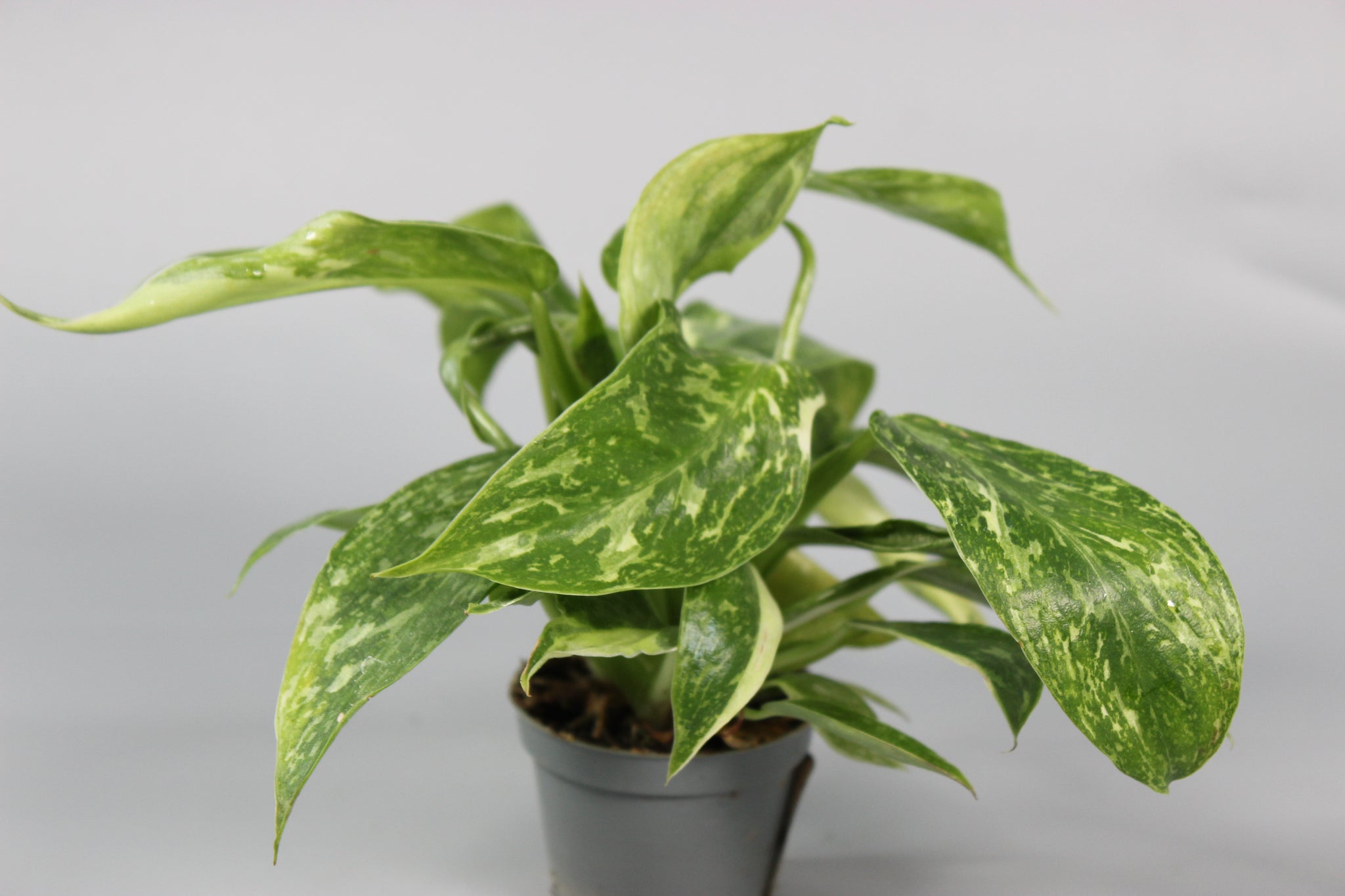 Philodendron Jose Buono