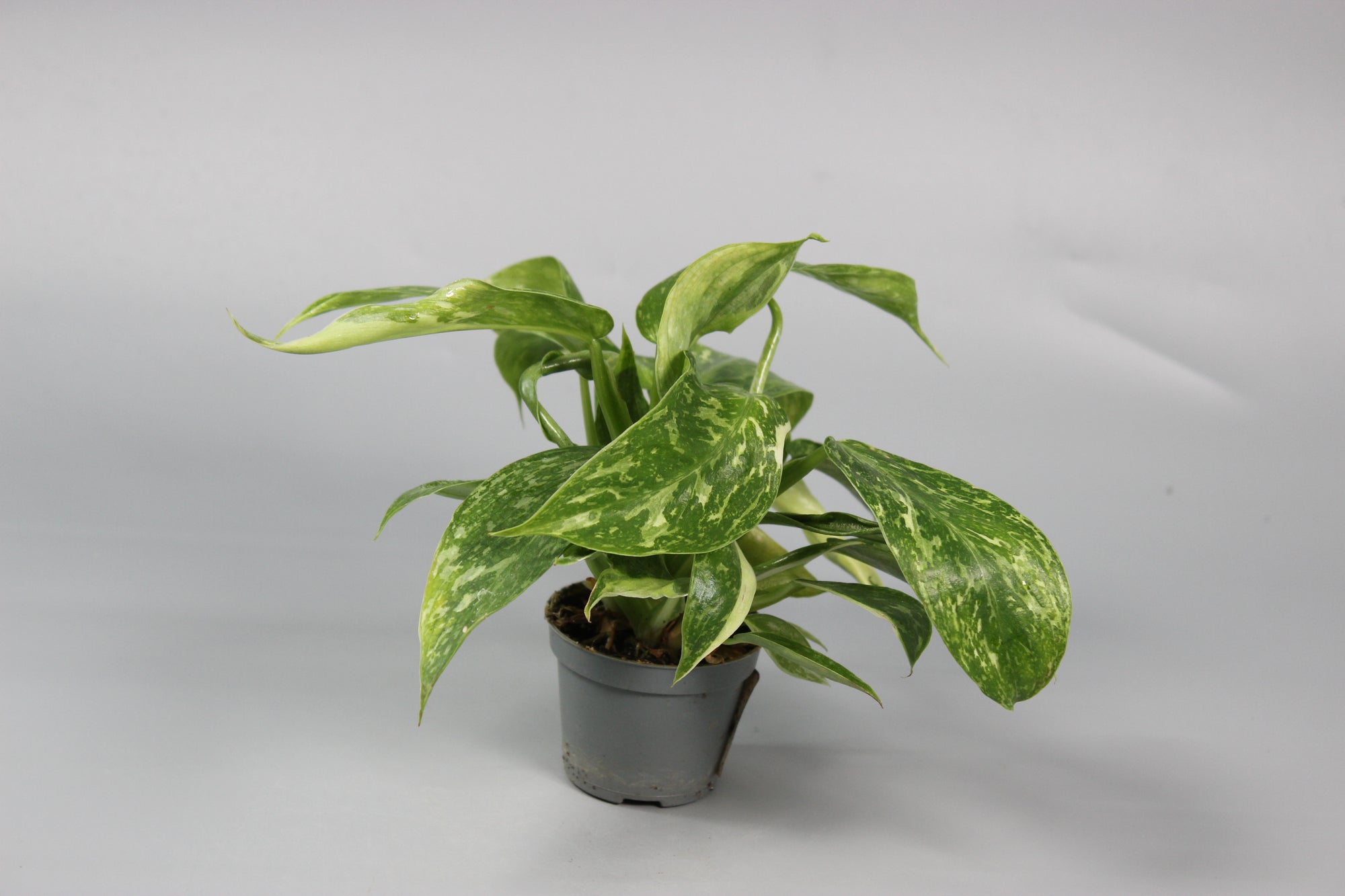 Philodendron Jose Buono