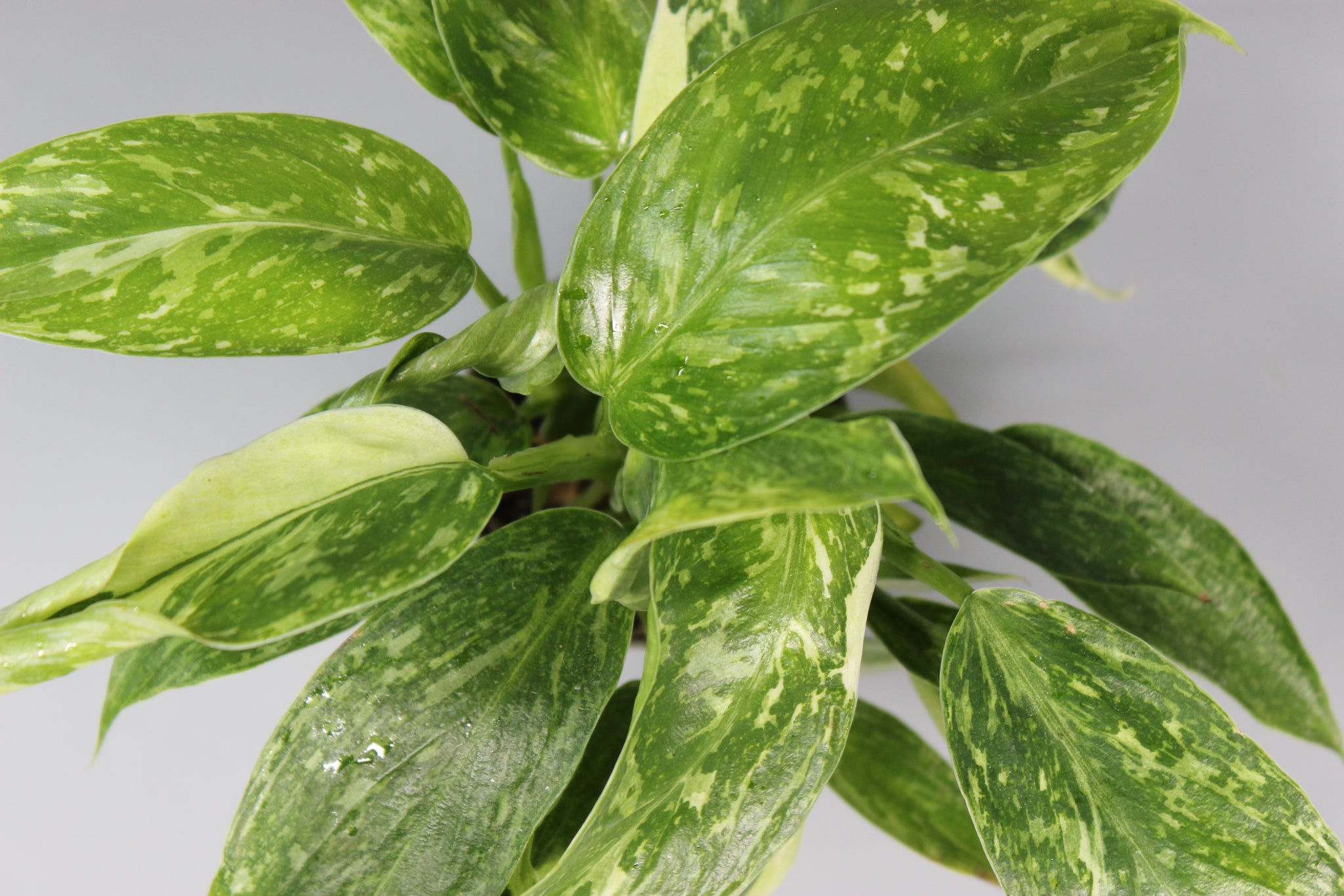 Philodendron Jose Buono