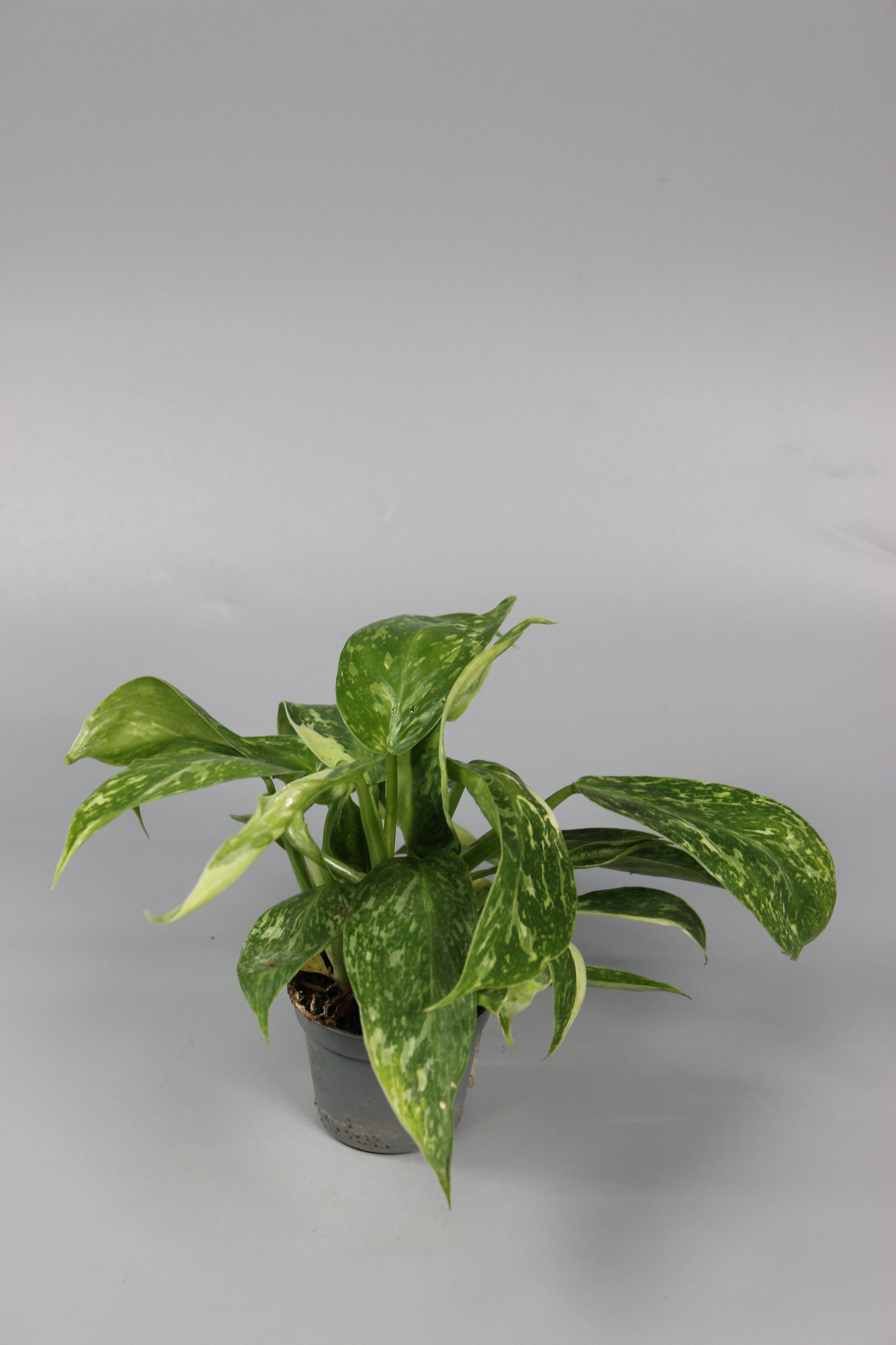 Philodendron Jose Buono
