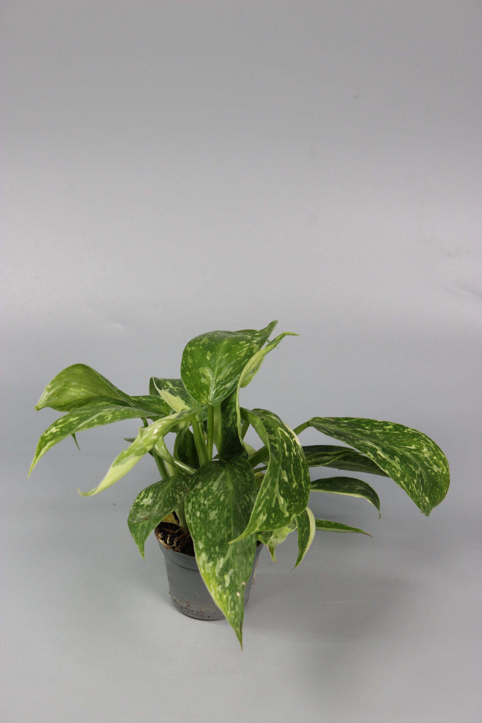 Philodendron Jose Buono