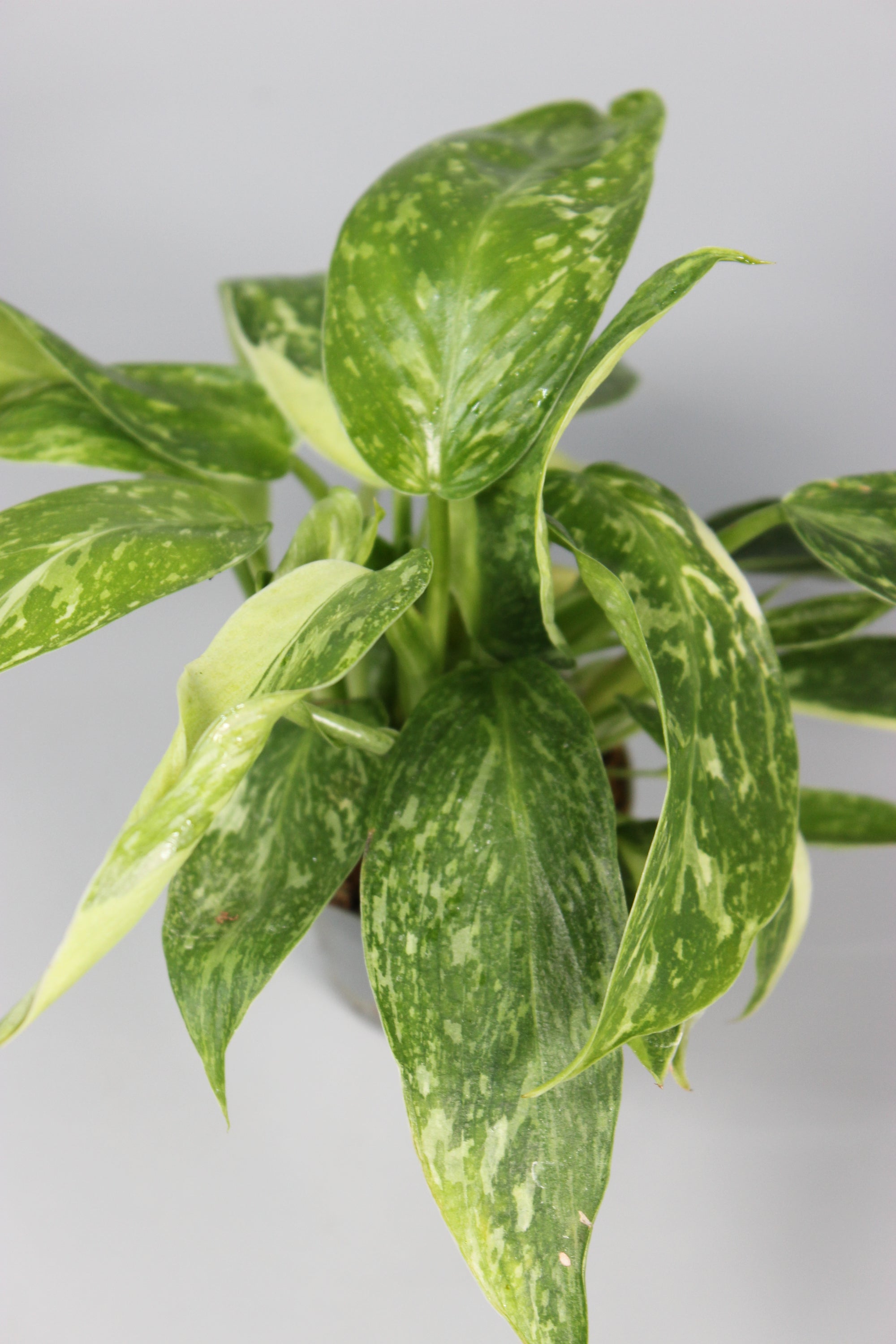Philodendron Jose Buono