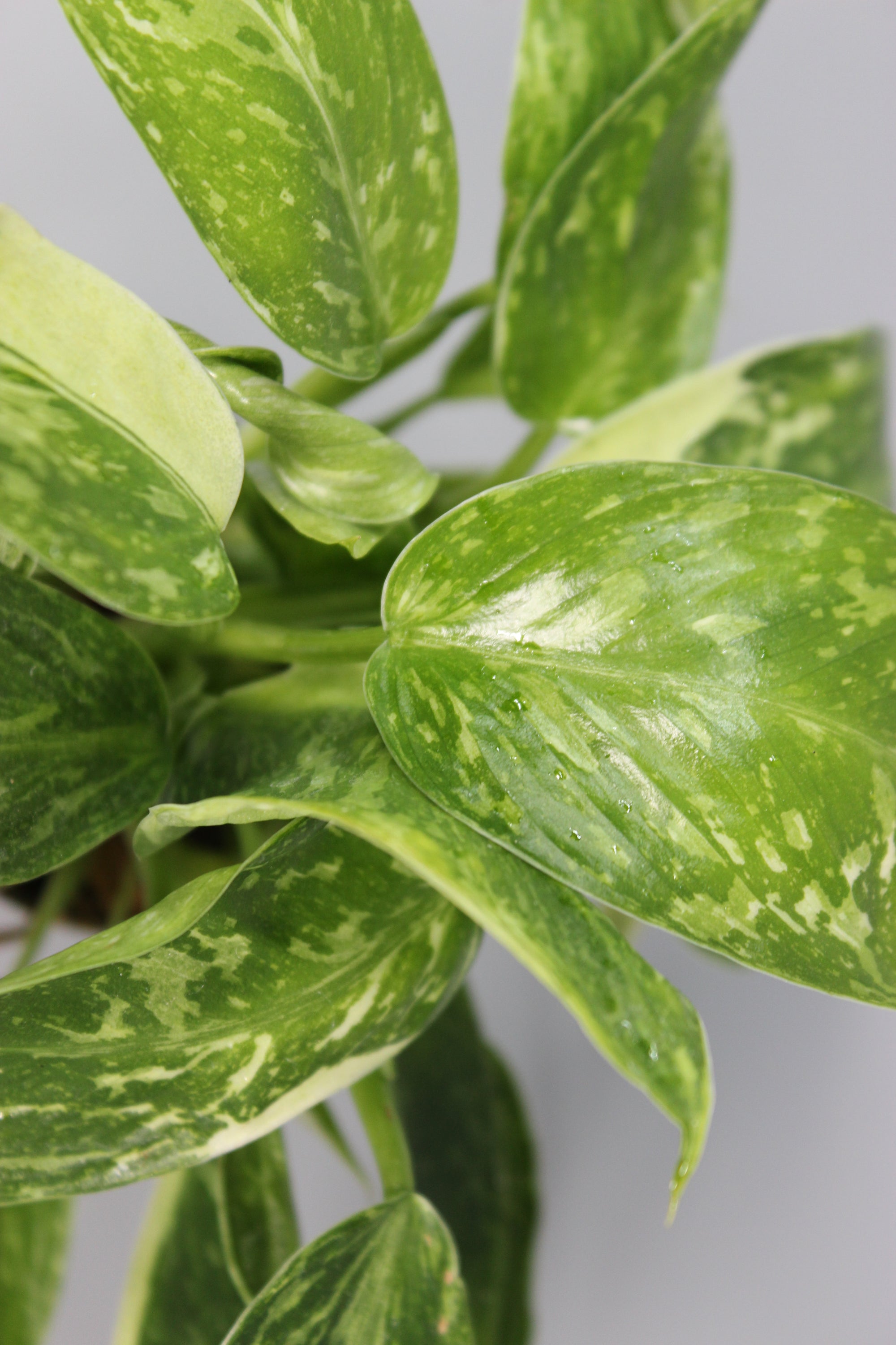 Philodendron Jose Buono