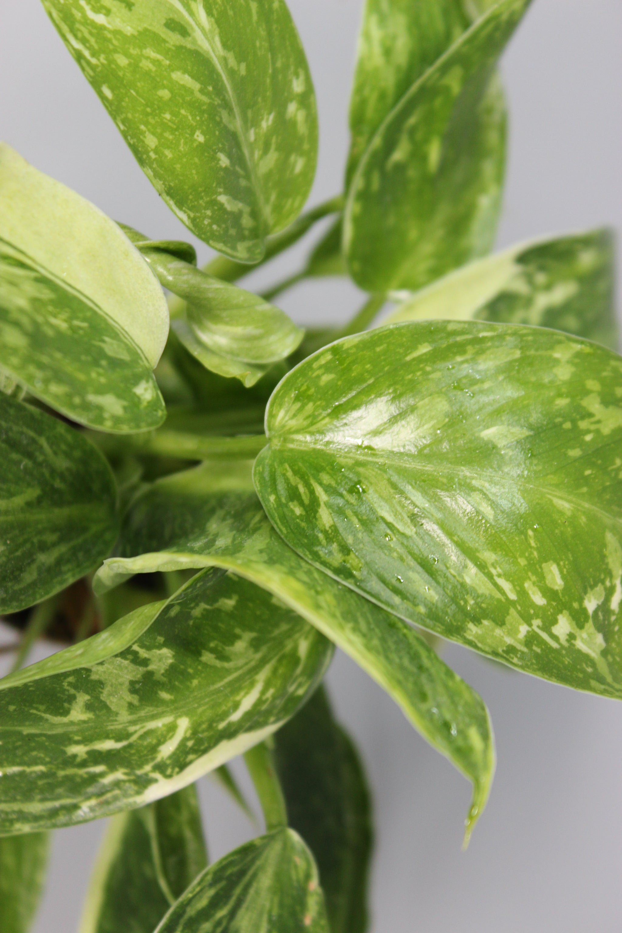 Philodendron Jose Buono