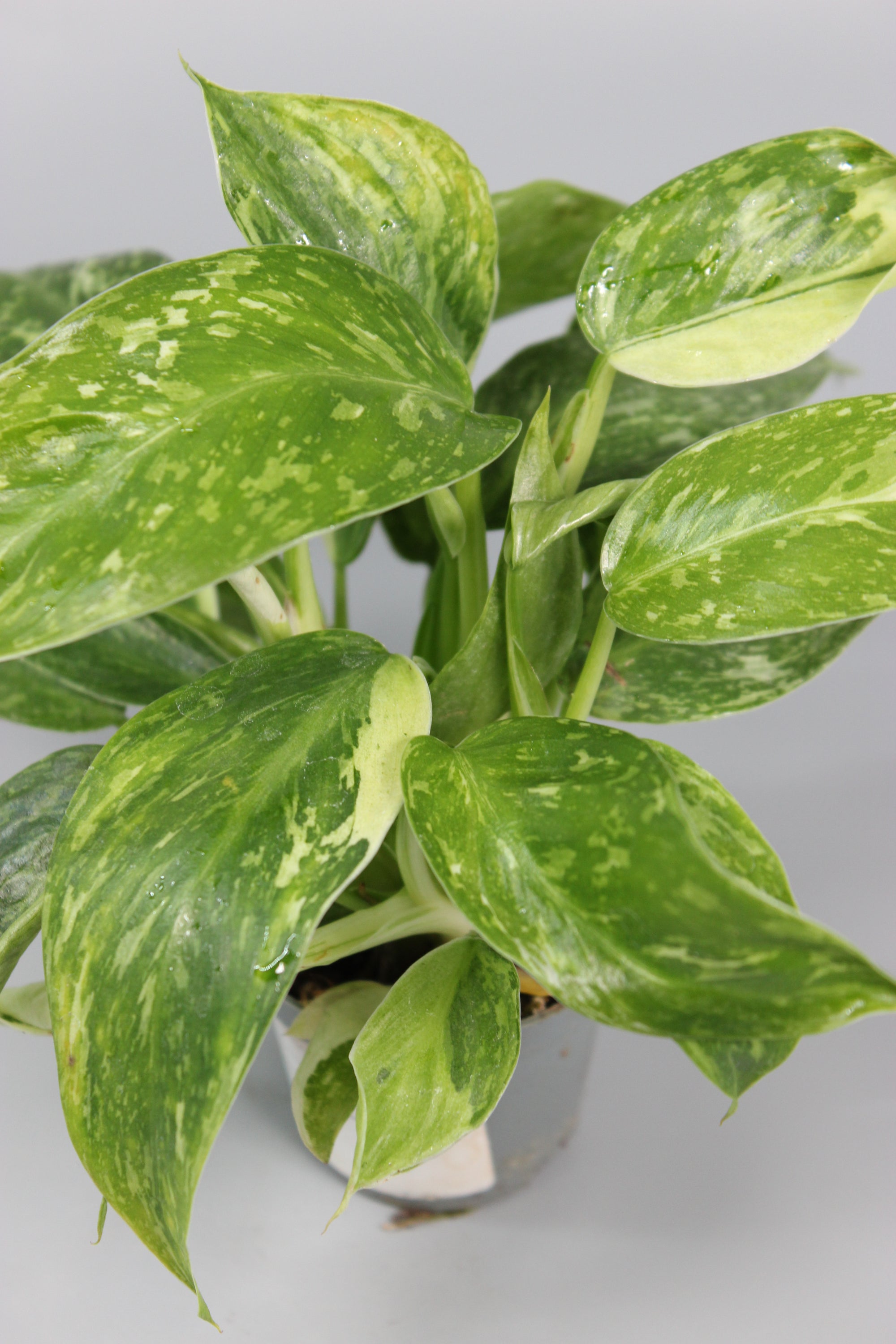 Philodendron Jose Buono