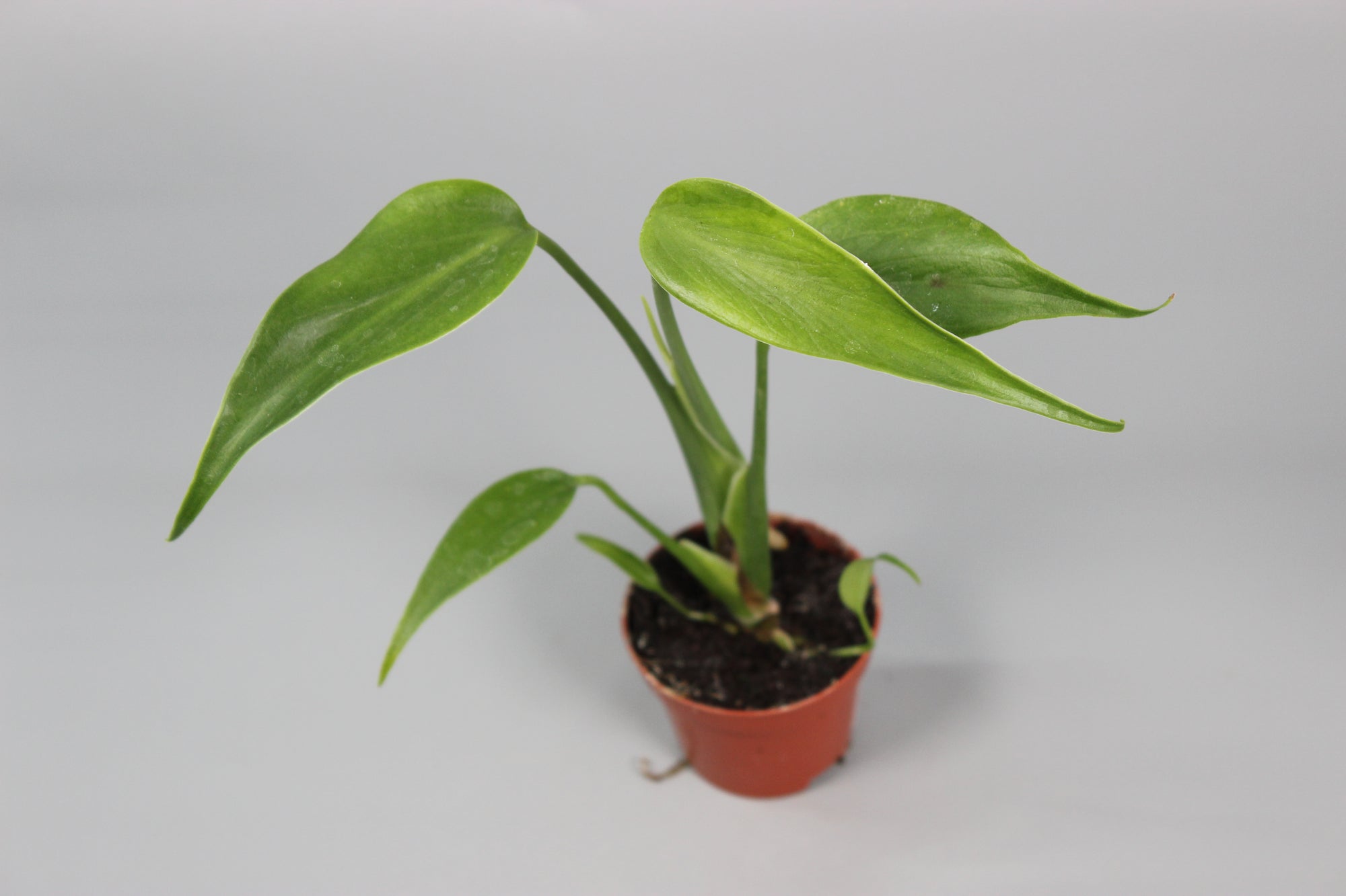 Monstera Burle Marx Flame