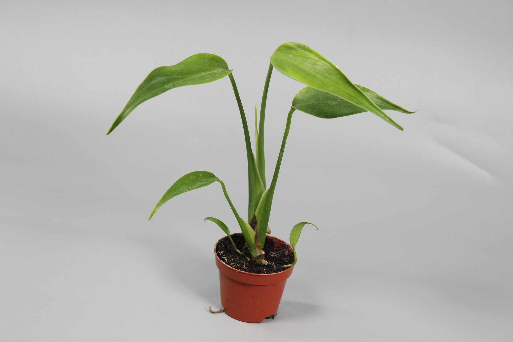 Monstera Burle Marx Flame