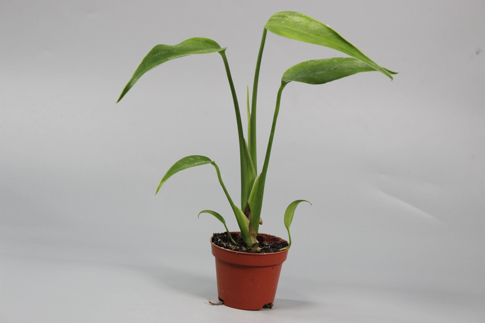 Monstera Burle Marx Flame