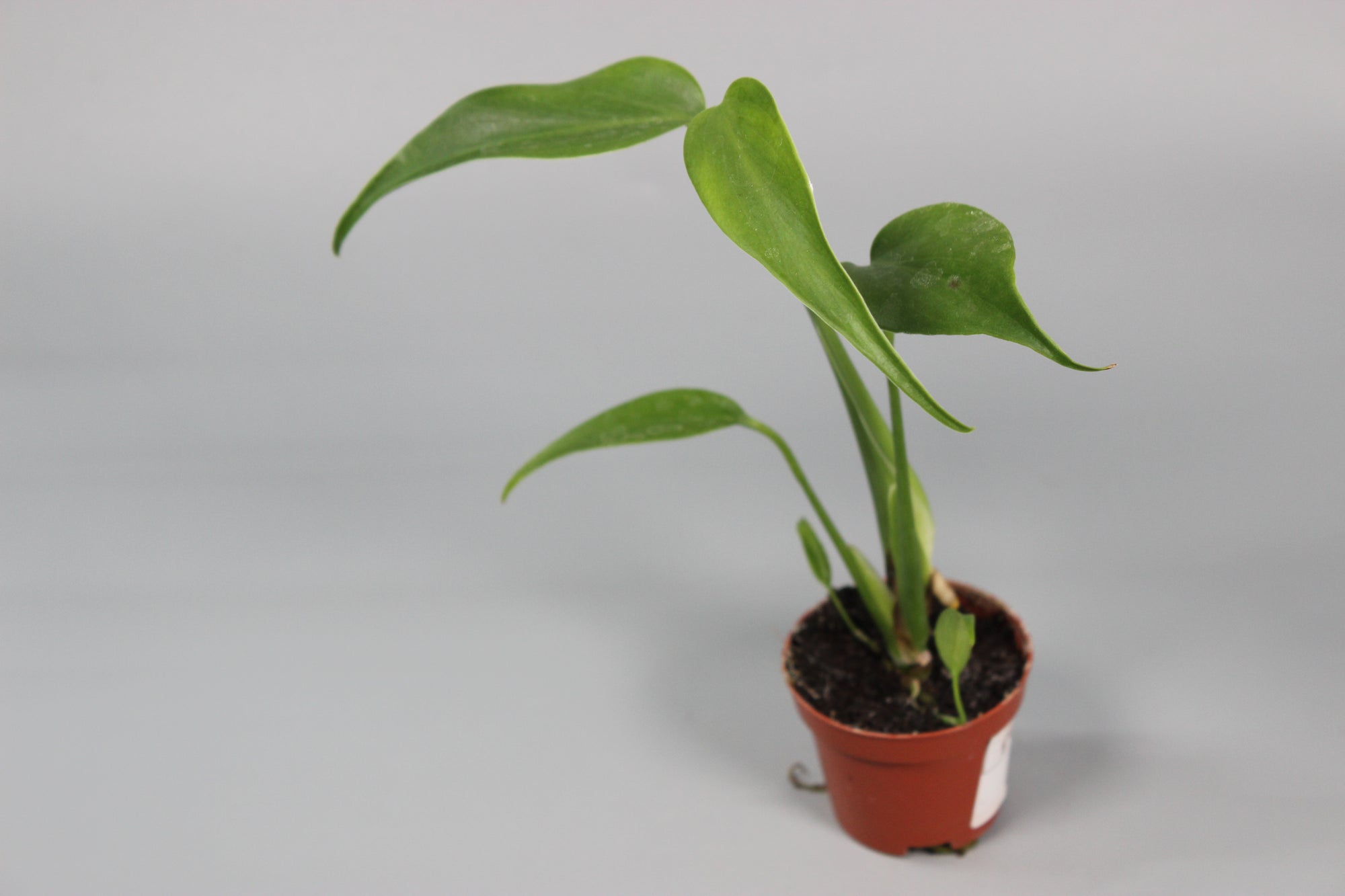 Monstera Burle Marx Flame