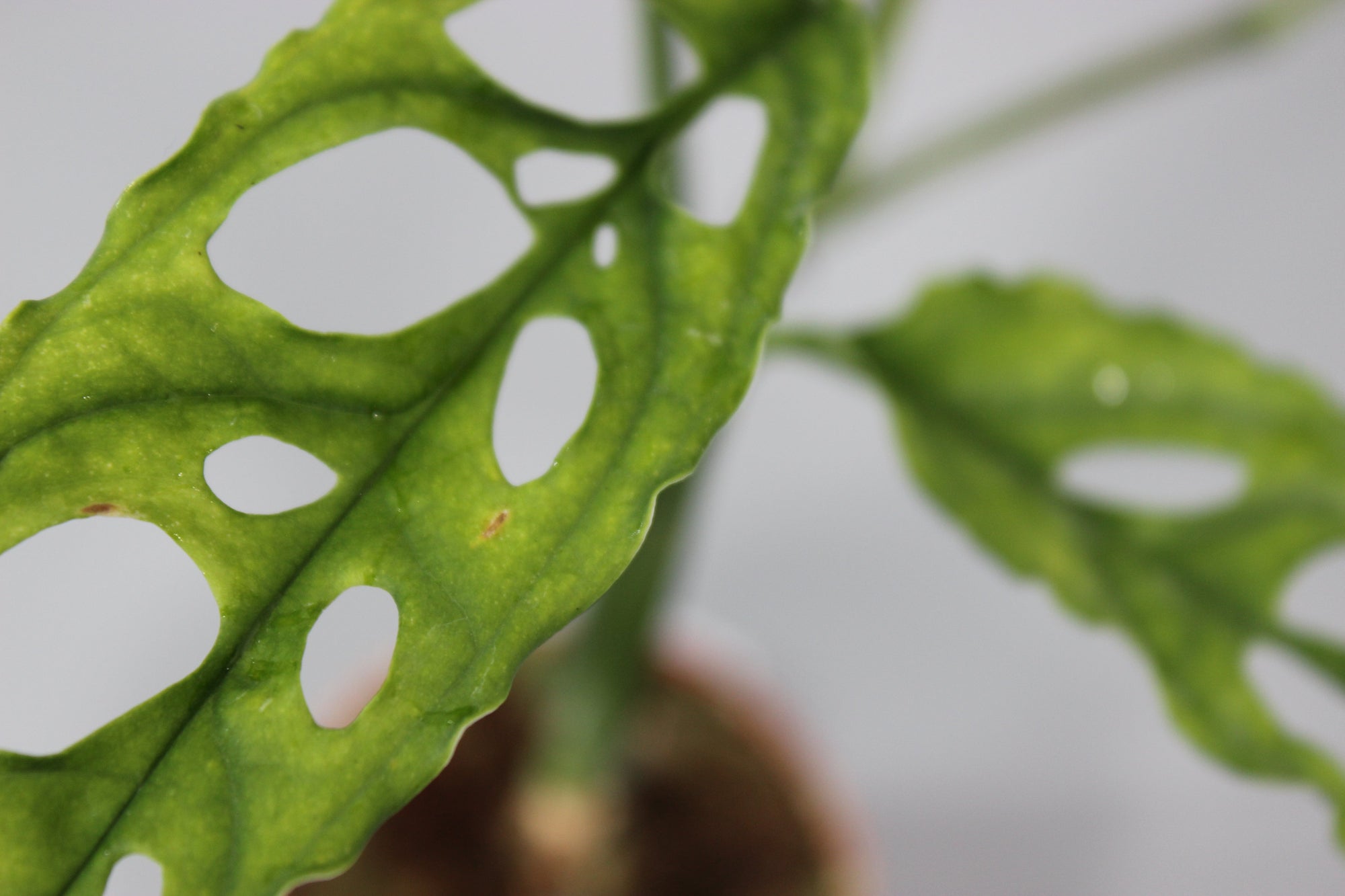 Rare Monstera Trio Bundle