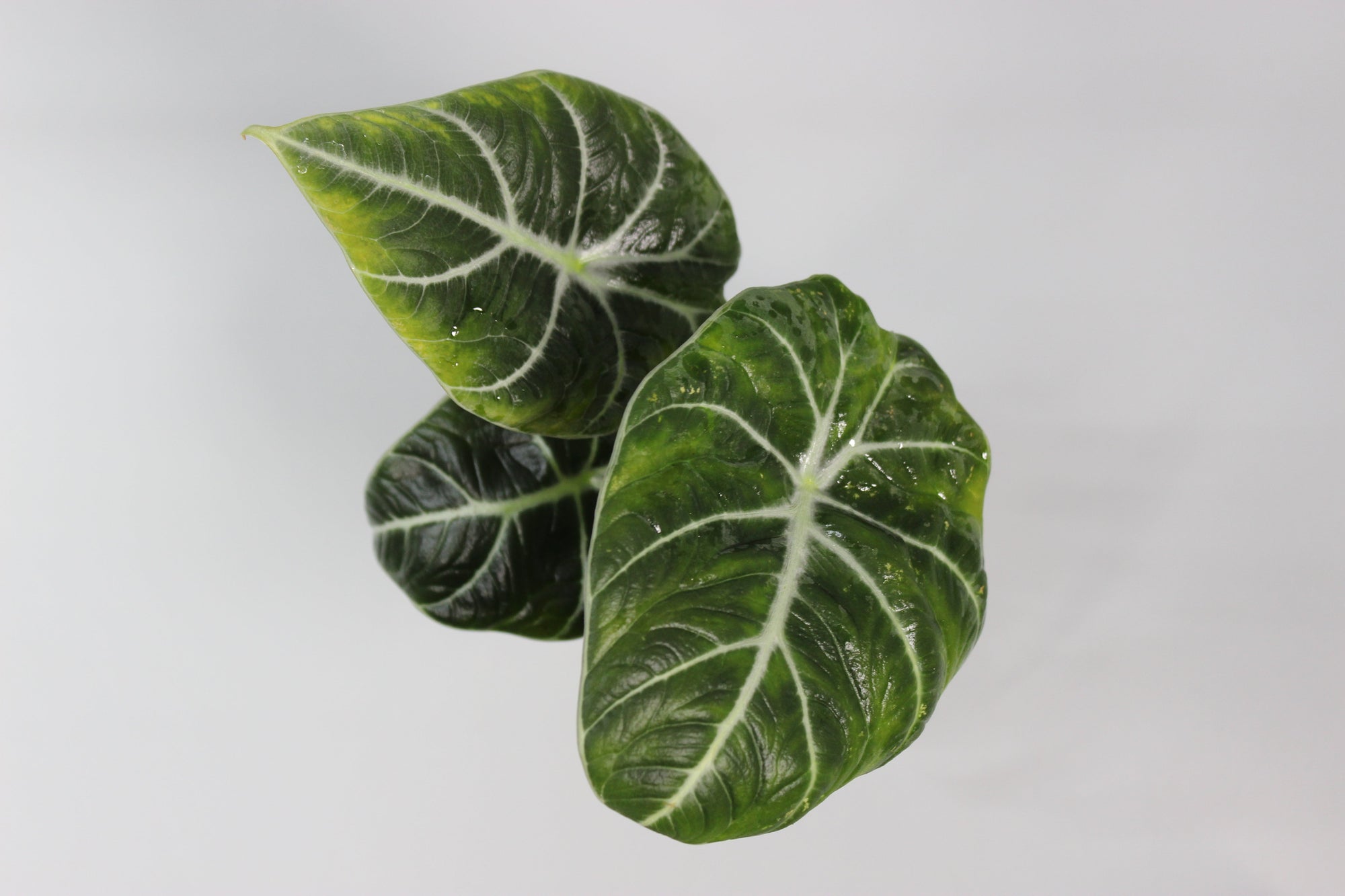 Ultimate Alocasia Trio Bundle