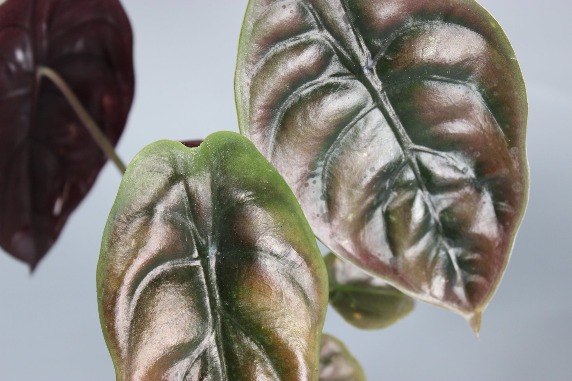 Ultimate Alocasia Trio Bundle