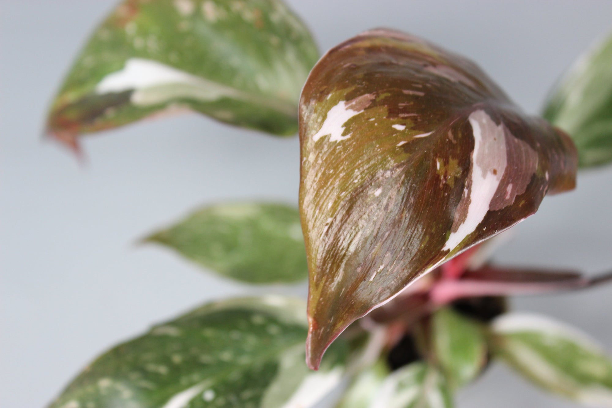 The Variegated Bundle