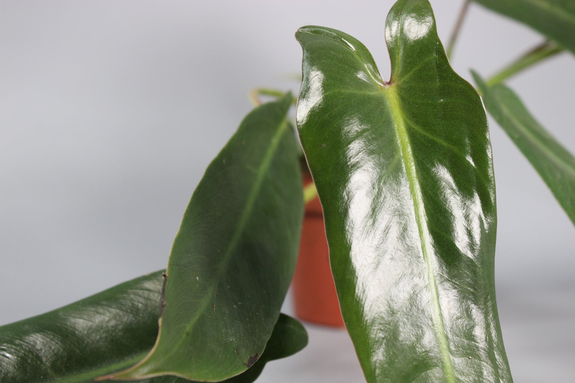 Philodendron Spiritus-Sancti