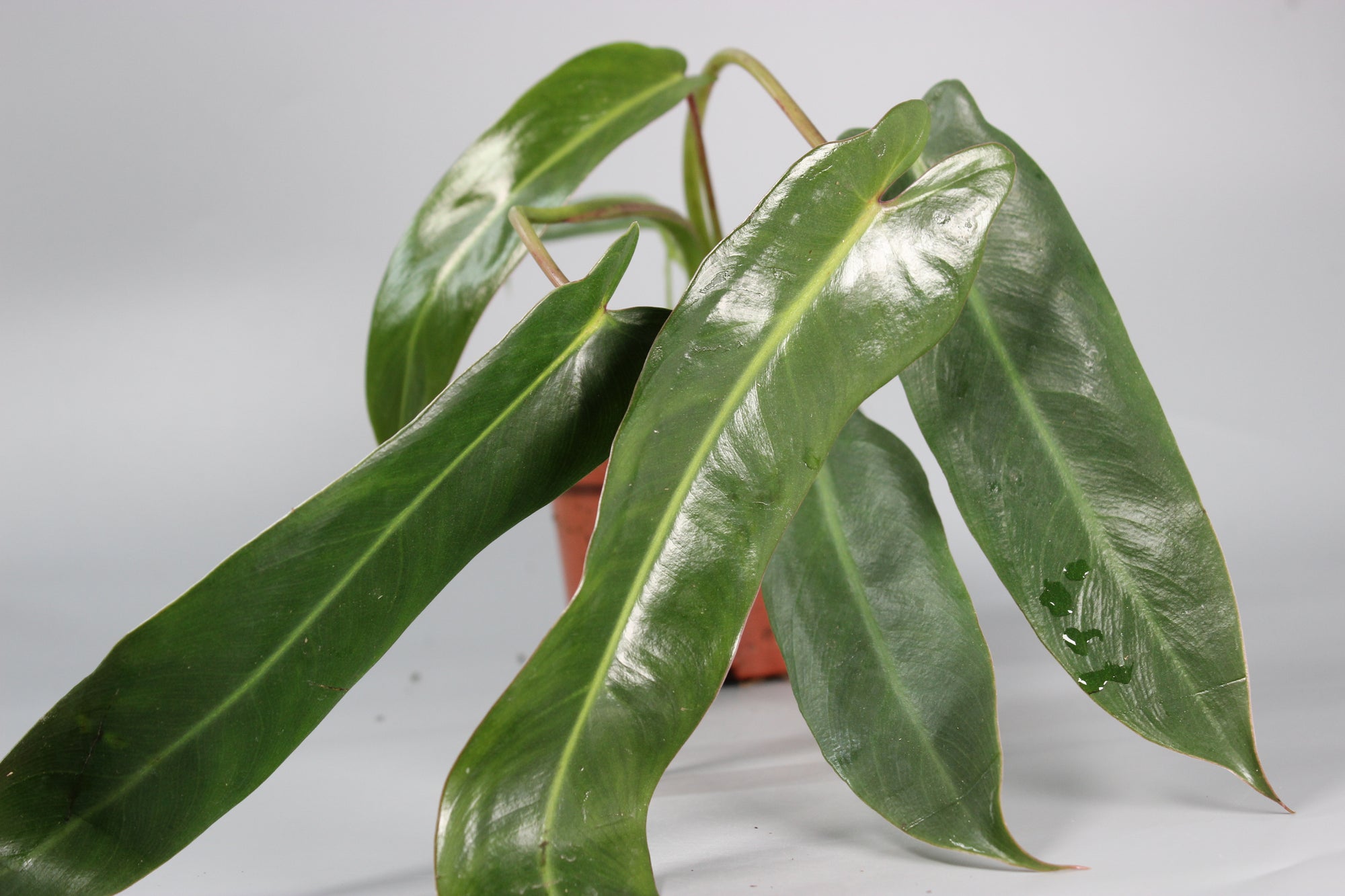 Philodendron Spiritus-Sancti