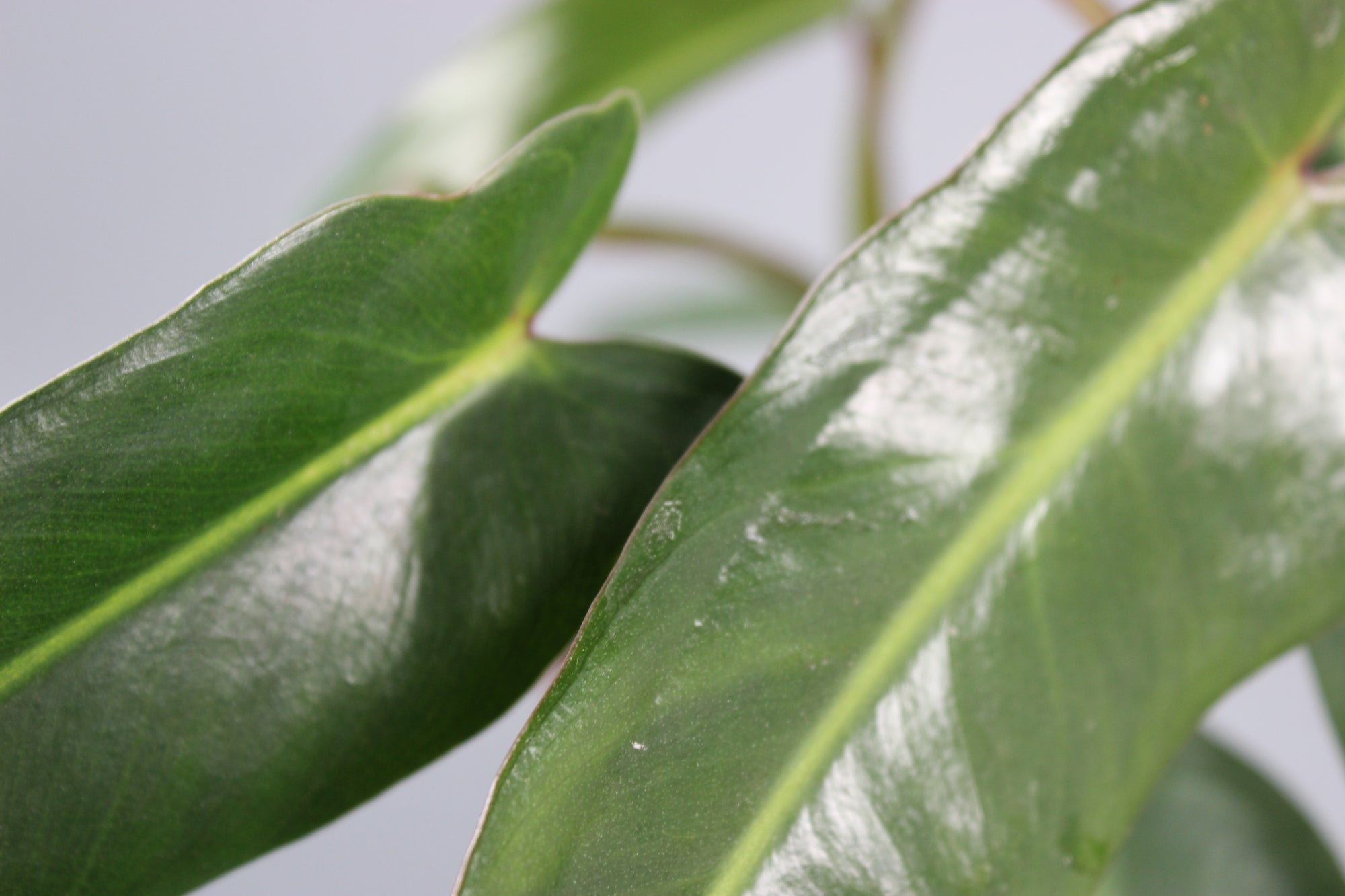 Philodendron Spiritus-Sancti