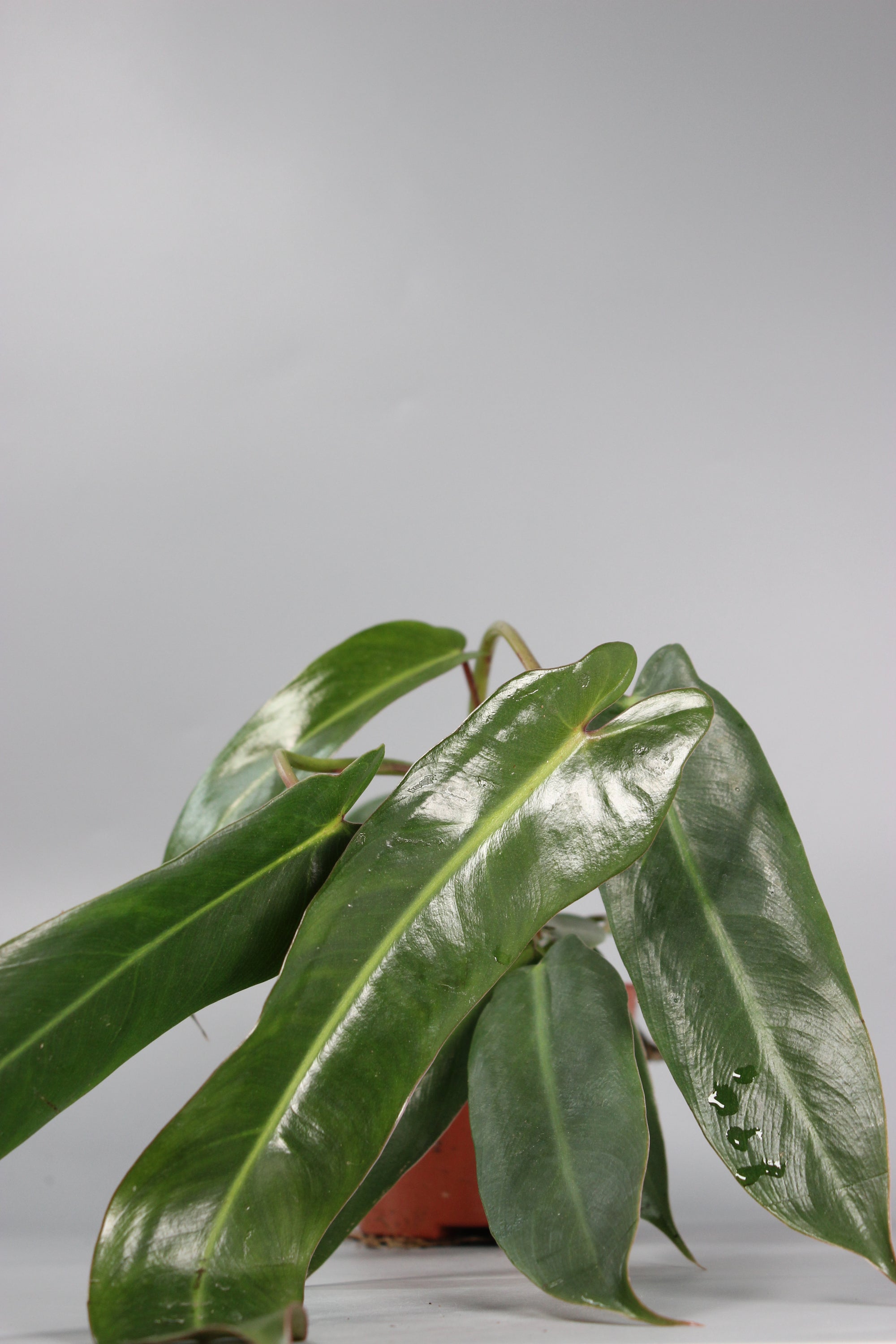Philodendron Spiritus-Sancti
