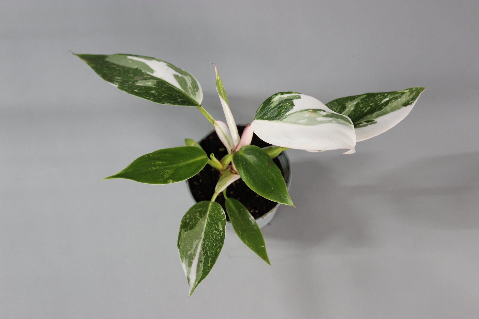 The Variegated Bundle