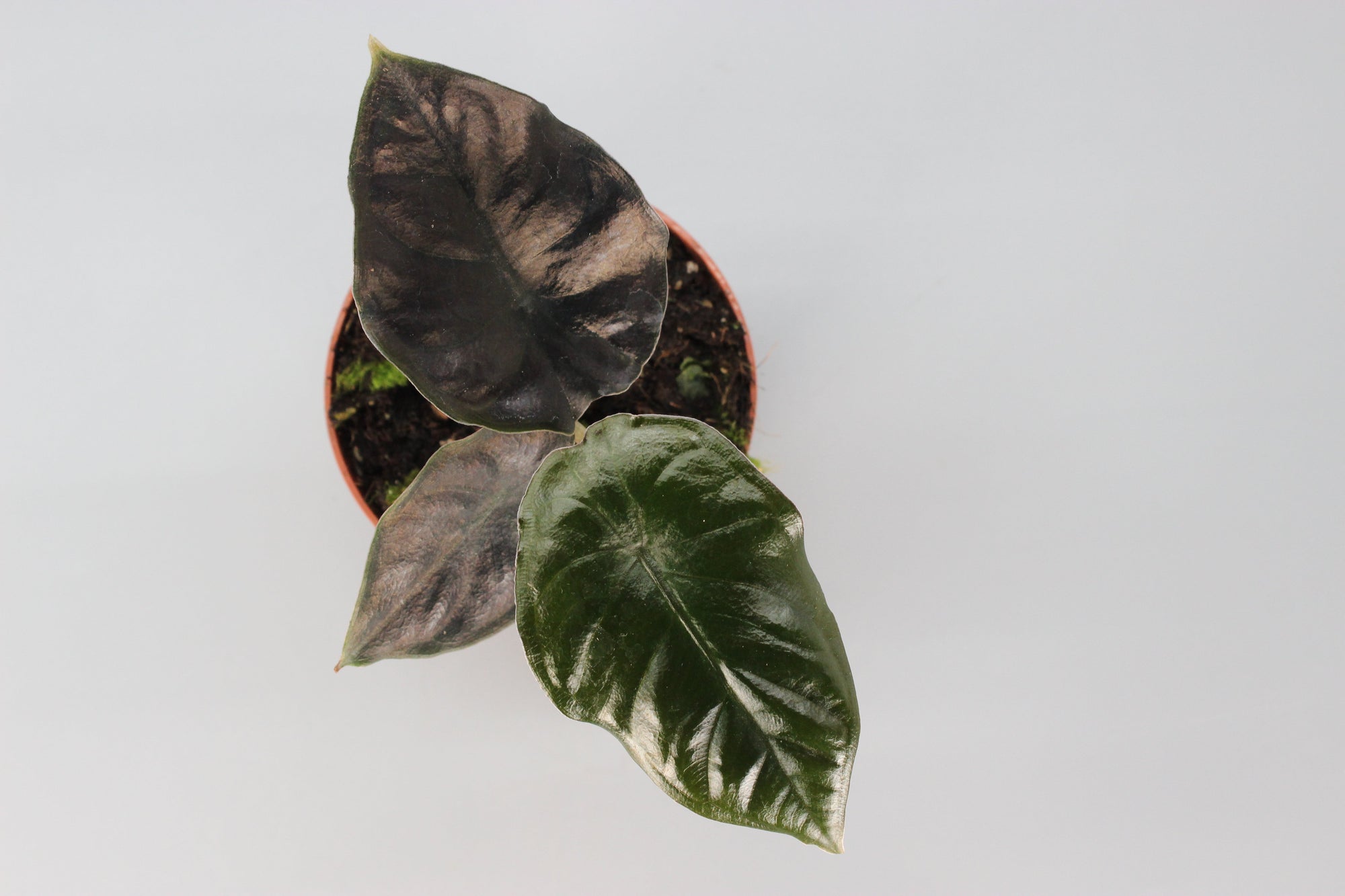 Ultimate Alocasia Trio Bundle
