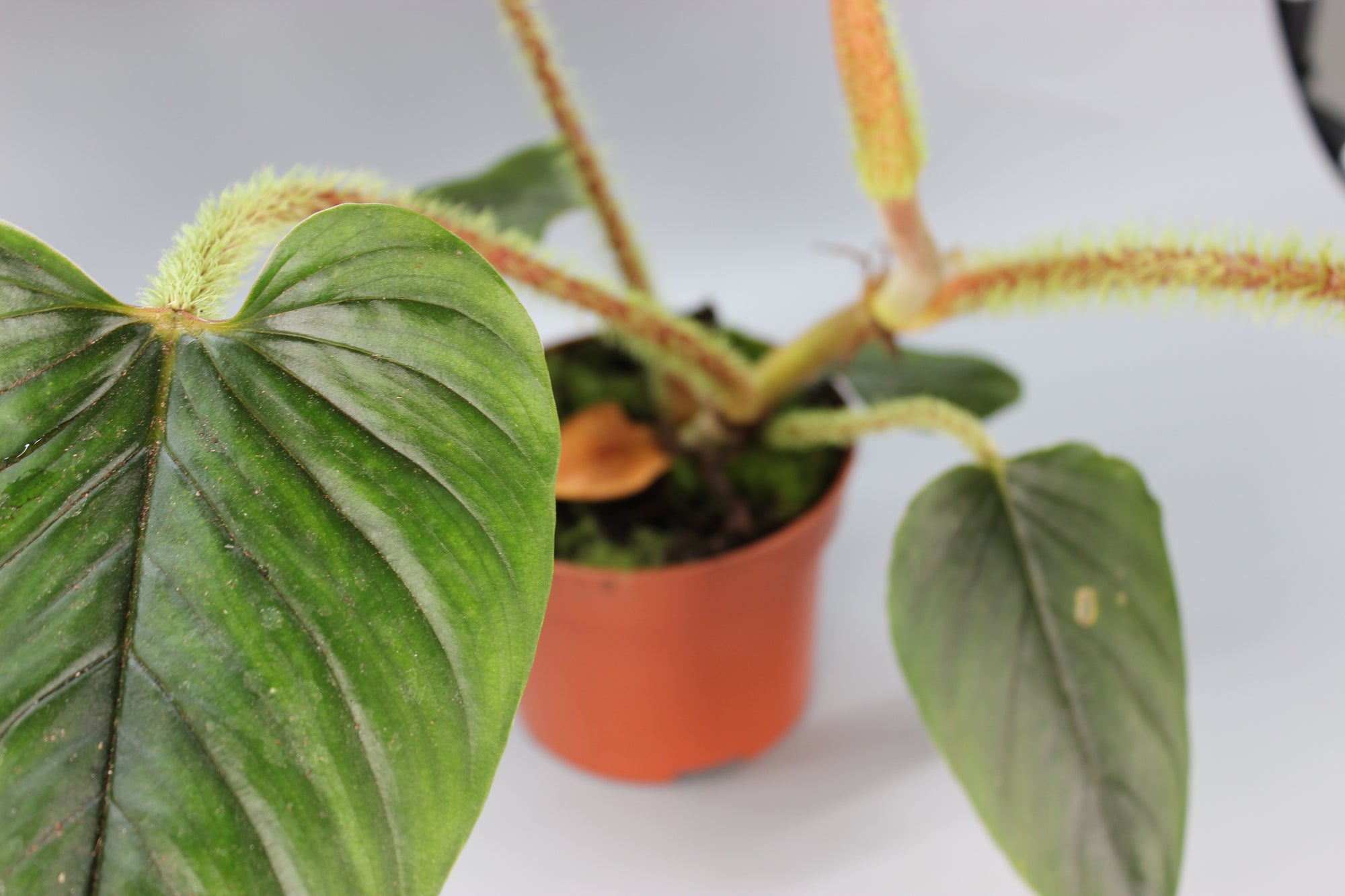 Philodendron Serpens