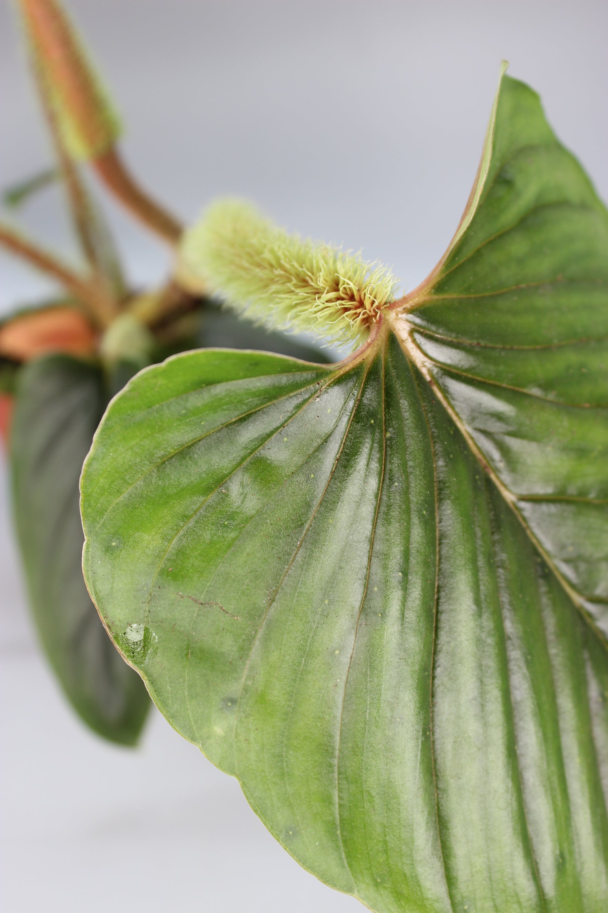 Philodendron Serpens