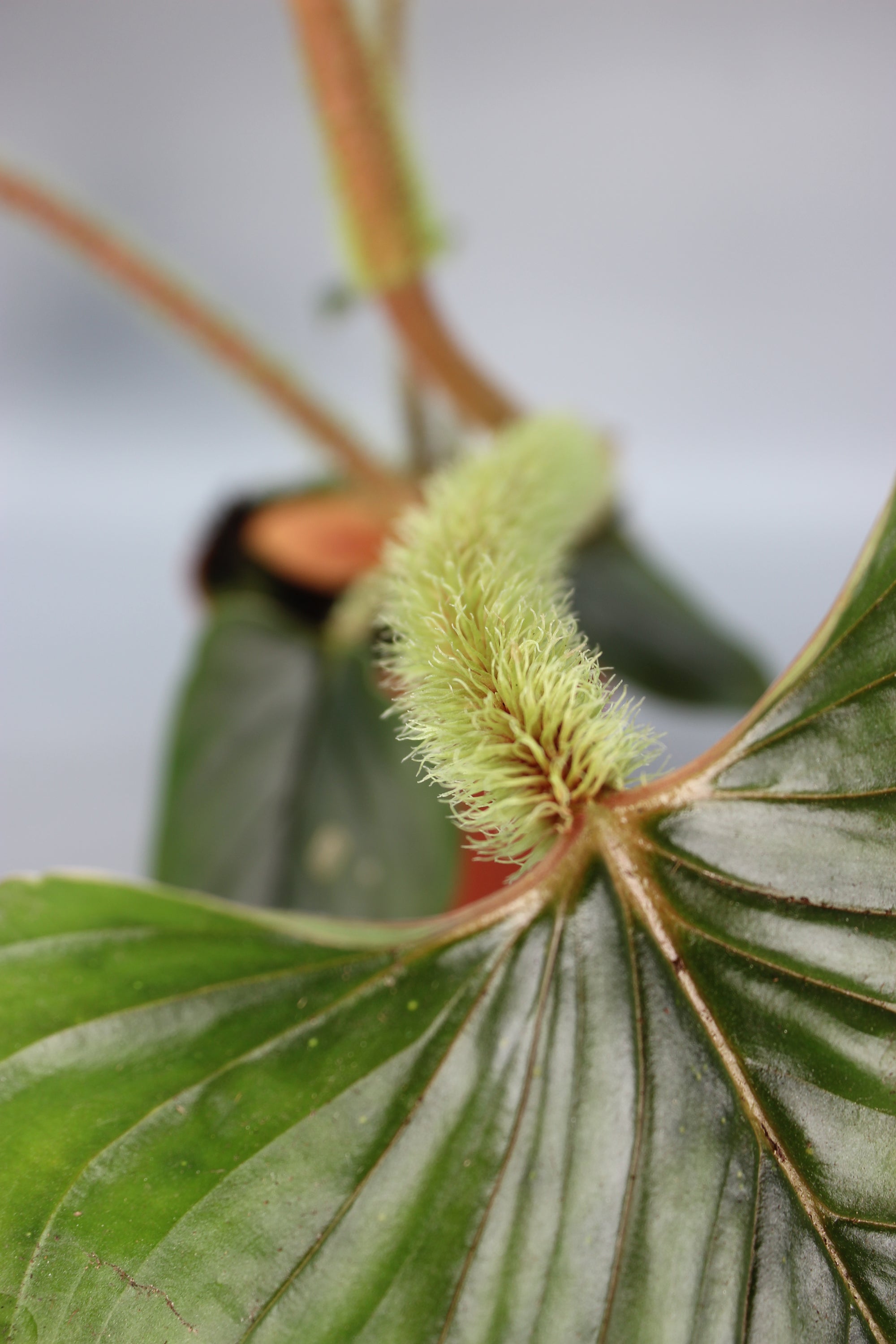 Philodendron Serpens