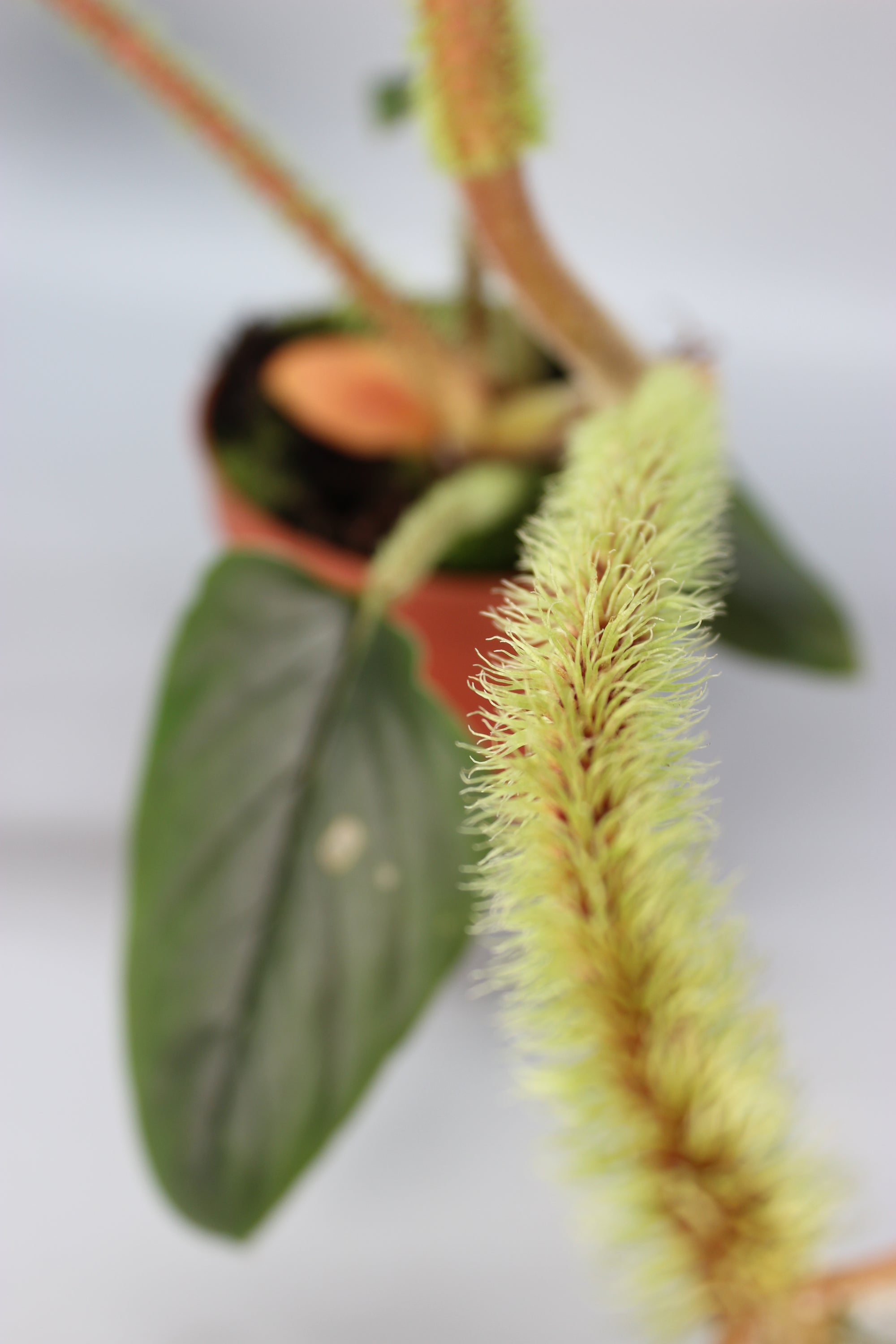 Philodendron Serpens